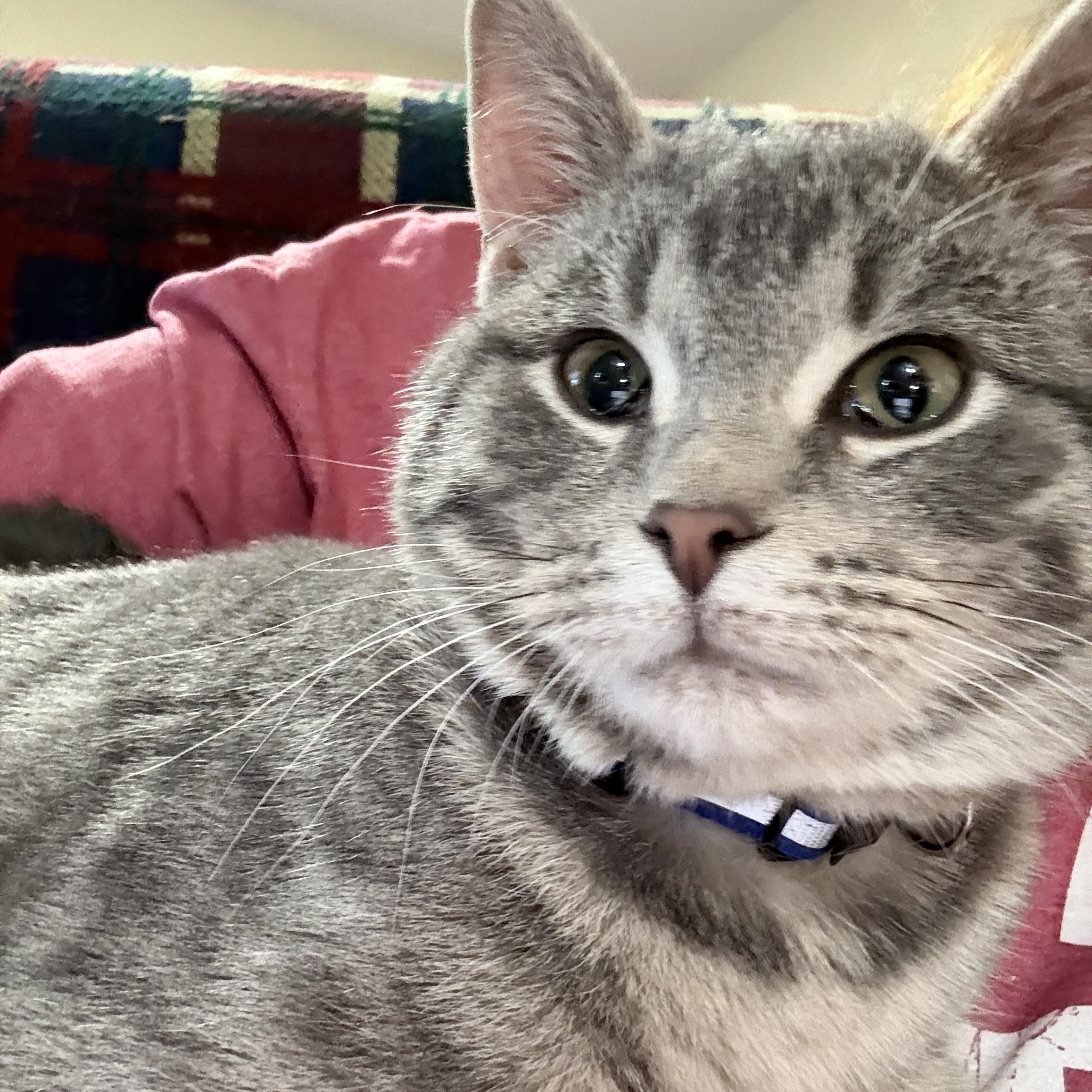 Enlarge Little Dot , an adopted Tabby in GALESVILLE, WI image 2/6