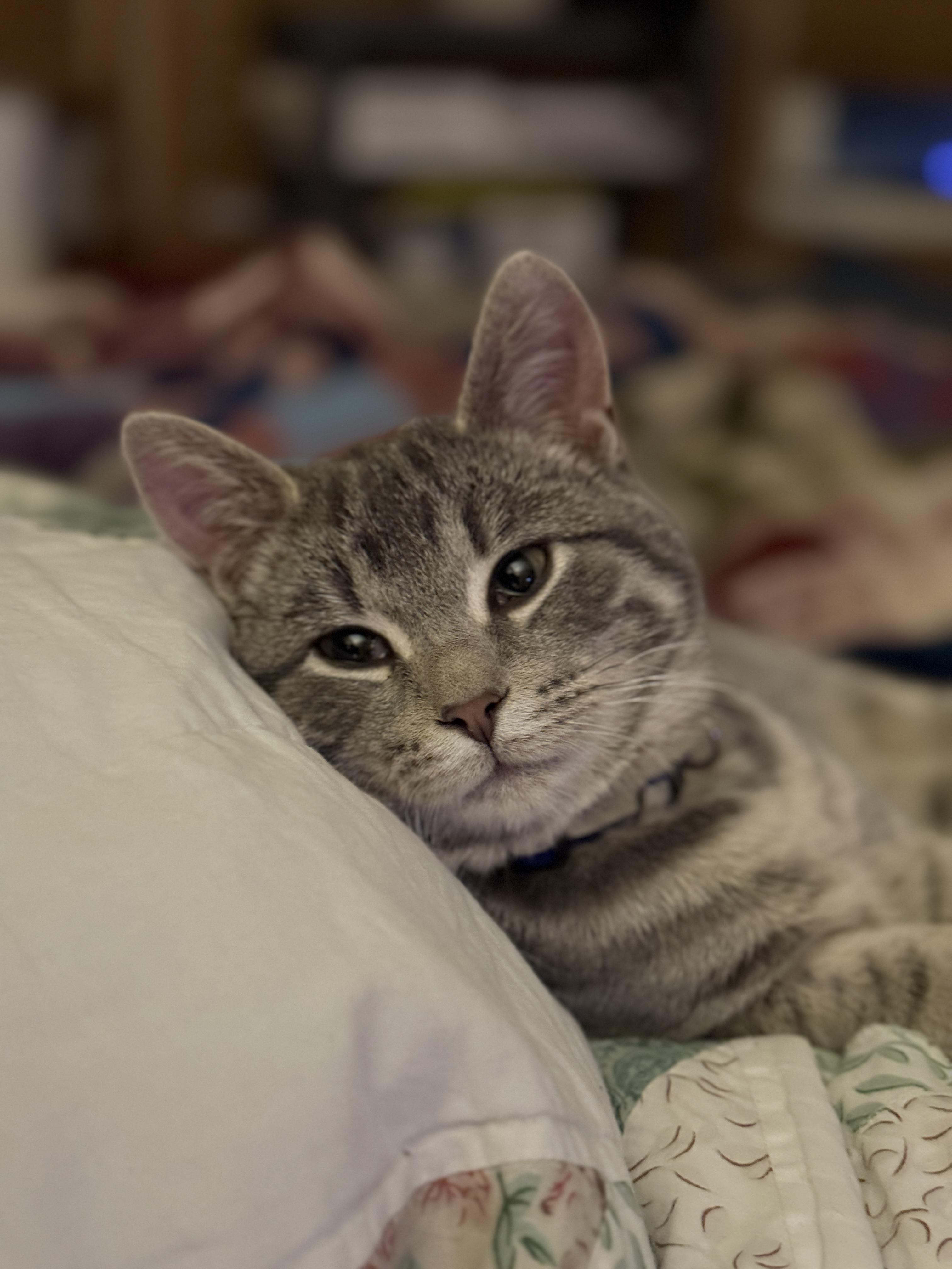 Little Dot , adopted, Kitten Male Tabby.