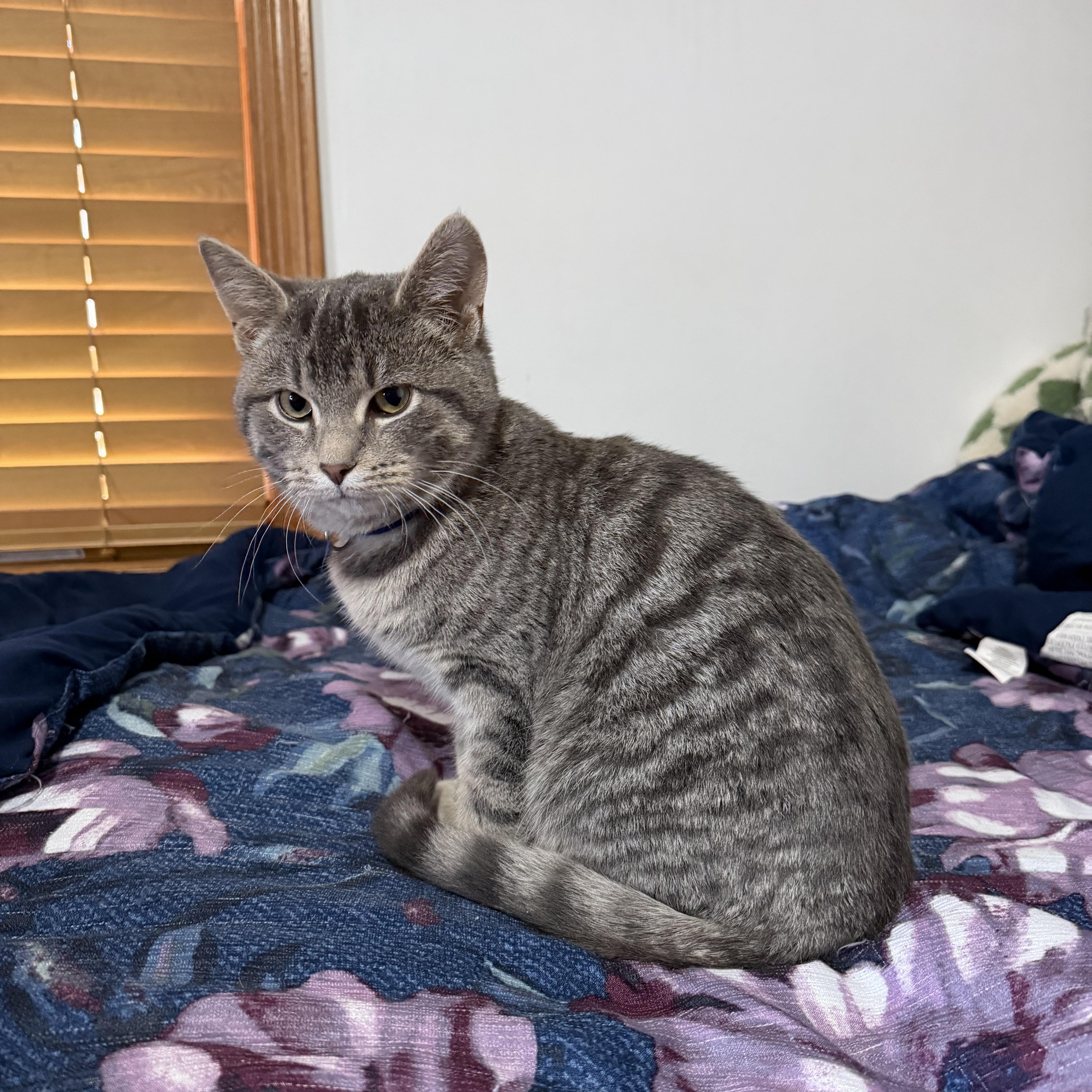 Enlarge Little Dot , an adopted Tabby in GALESVILLE, WI image 5/6