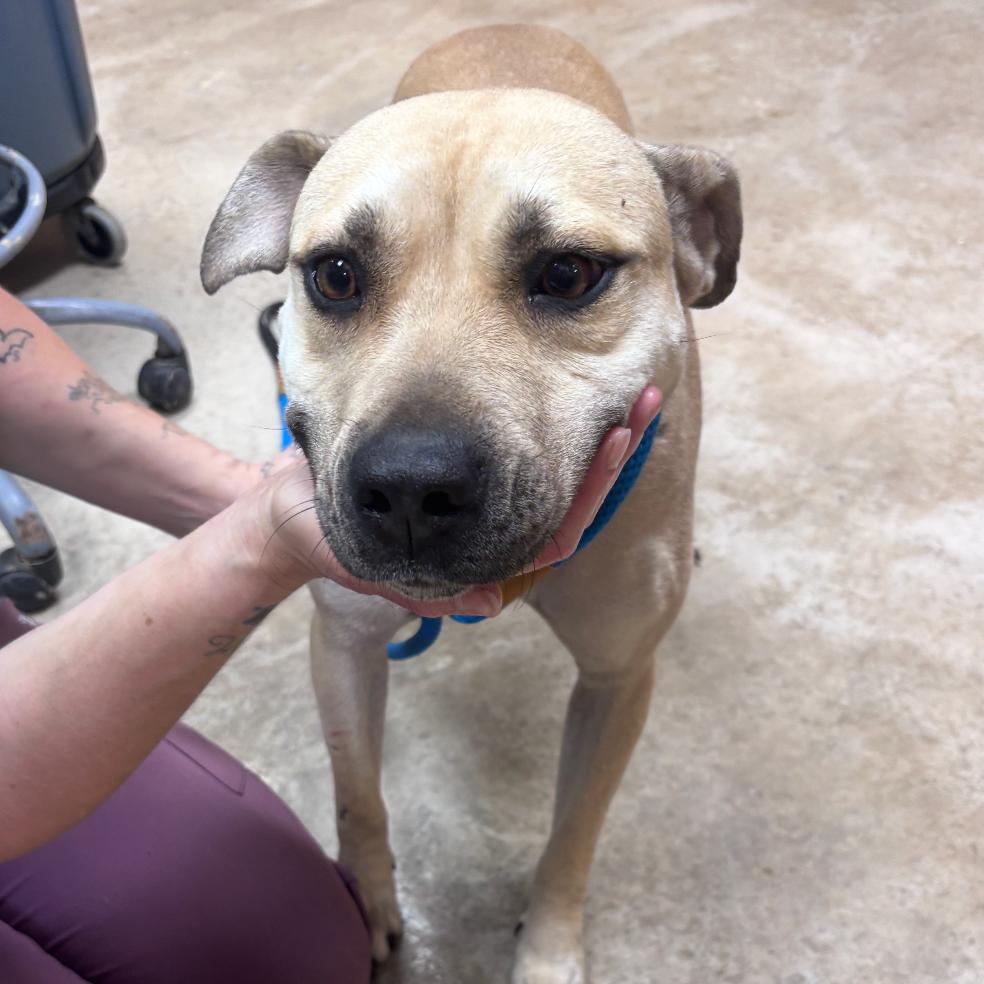 Enlarge Enzo - 051302U, a Adoptable mixed breed in Tupelo, MS image 2/3