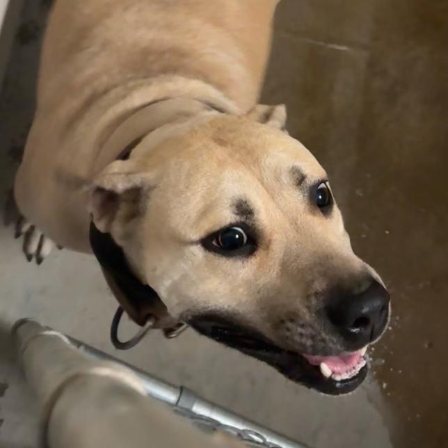 Enlarge Enzo - 051302U, a Adoptable mixed breed in Tupelo, MS image 3/3