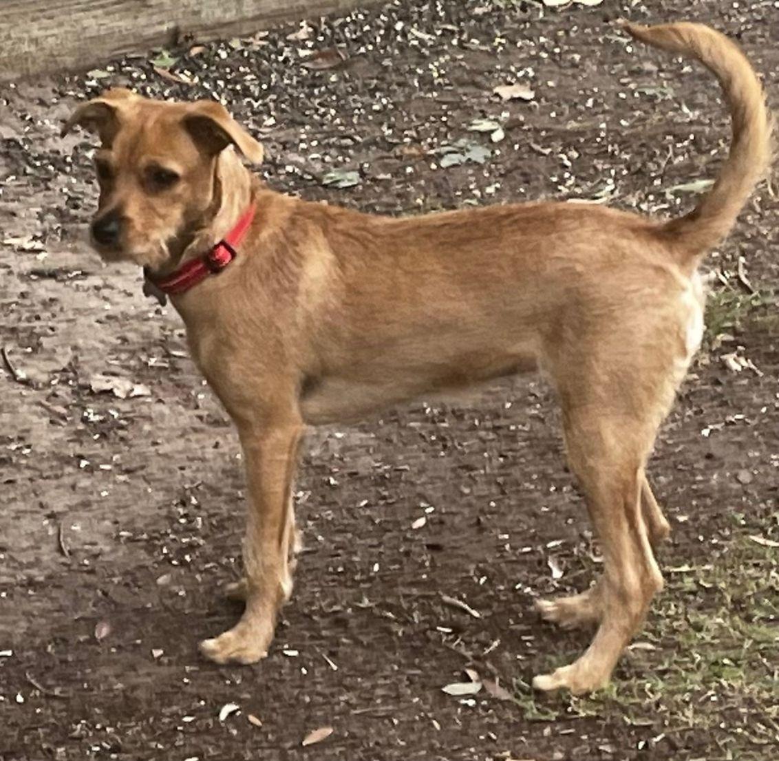 Enlarge EMMY, a Adoptable mixed breed in San Jose, CA image 3/4