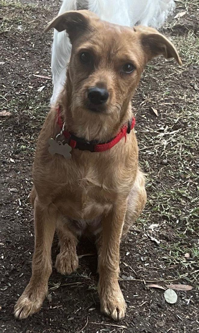 EMMY, Adoptable, Adult Female Terrier.