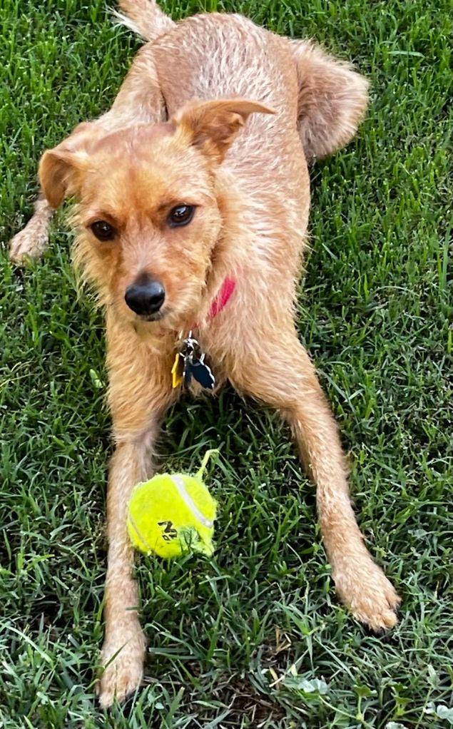 Enlarge EMMY, a Adoptable mixed breed in San Jose, CA image 4/4