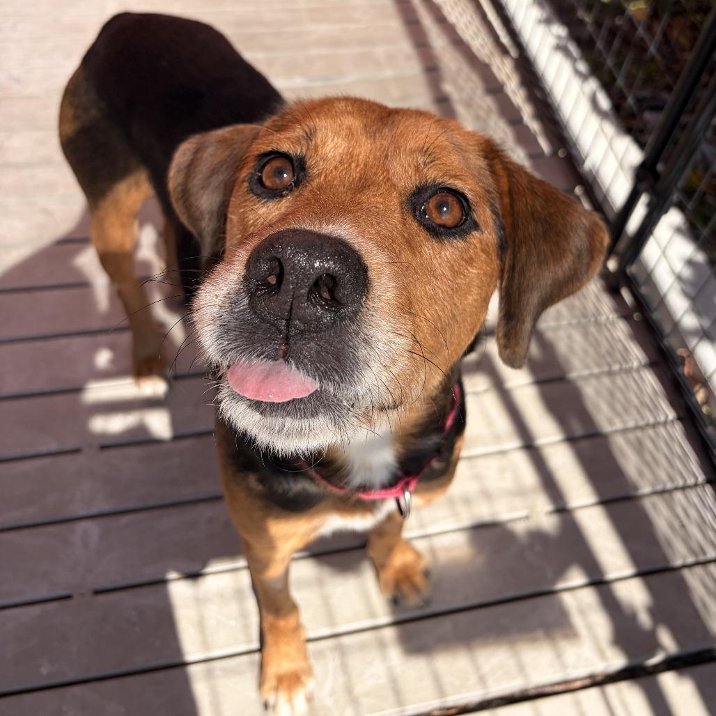 Enlarge Helena, a Adoptable mixed breed in Bradenton, FL image 1/3