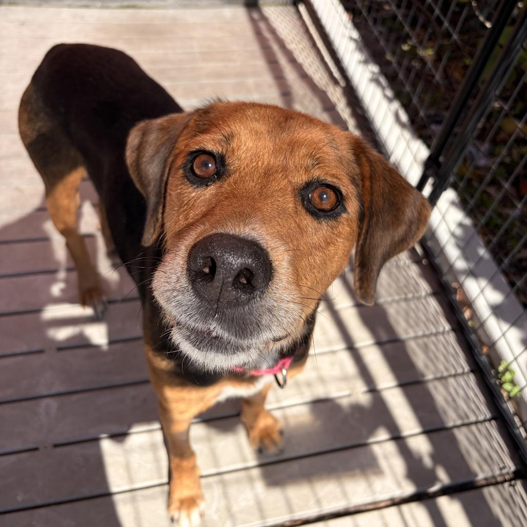 Enlarge Helena, a Adoptable mixed breed in Bradenton, FL image 2/3