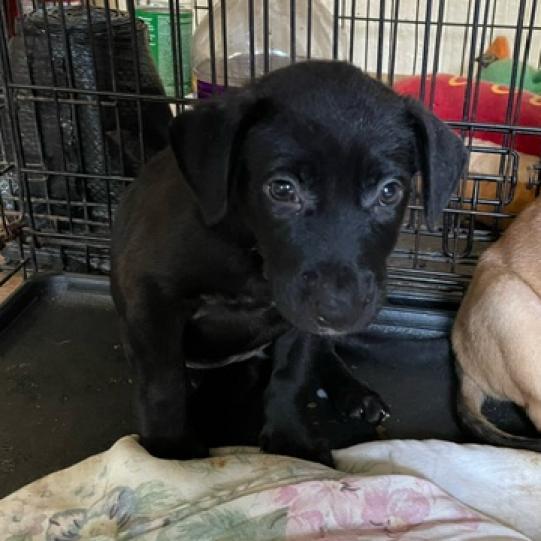 Truffles Bw thumbnail 4