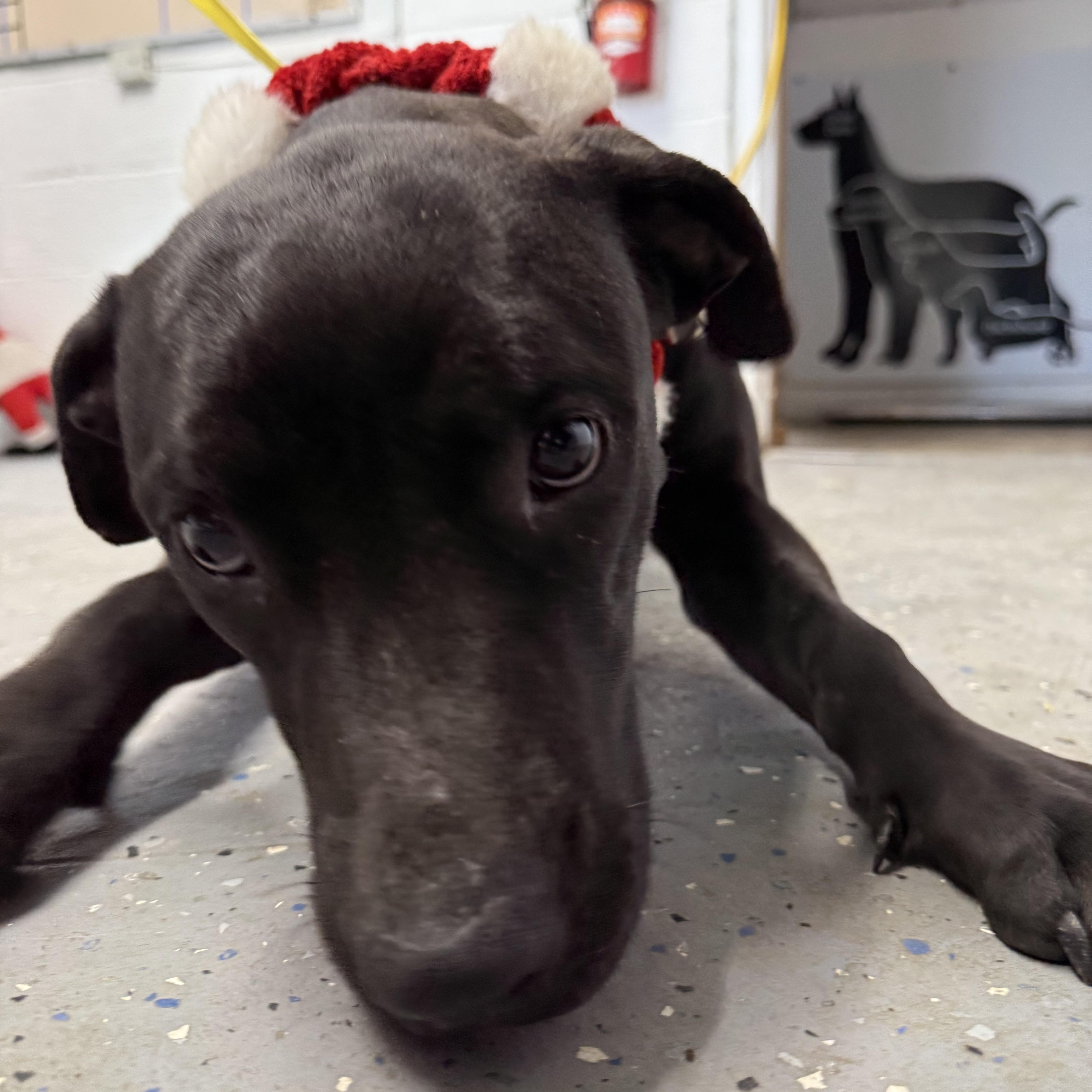 Enlarge Noel, a Adoptable mixed breed in Lewisburg, TN image 1/2