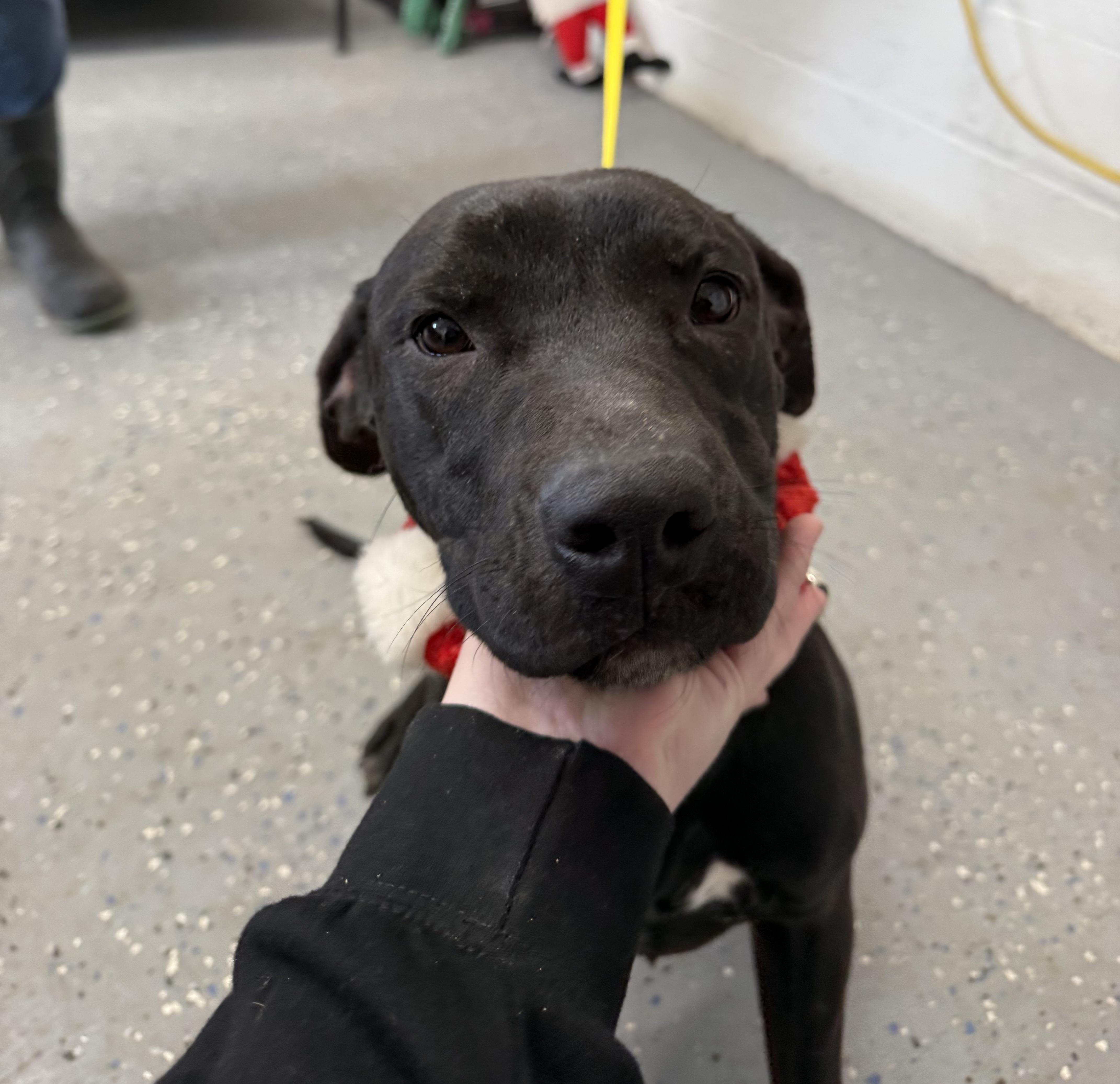 Noel, Adoptable, Puppy Female Labrador Retriever & American Staffordshire Terrier.