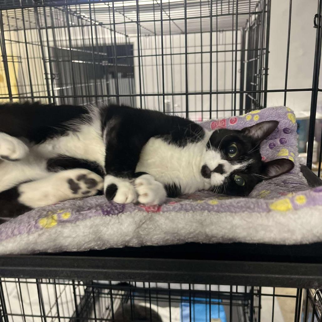 Loumey ARC2025-407, Adoptable, Adult Female Domestic Short Hair.