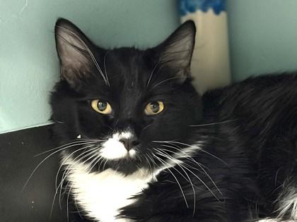 Pokey, Adoptable, Young Male Domestic Medium Hair & Domestic Short Hair.