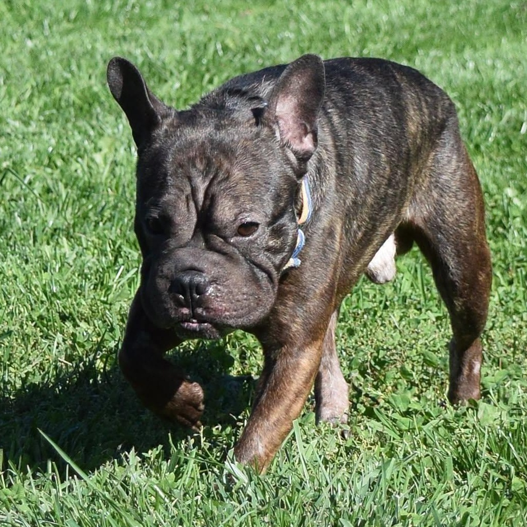 Rex photo