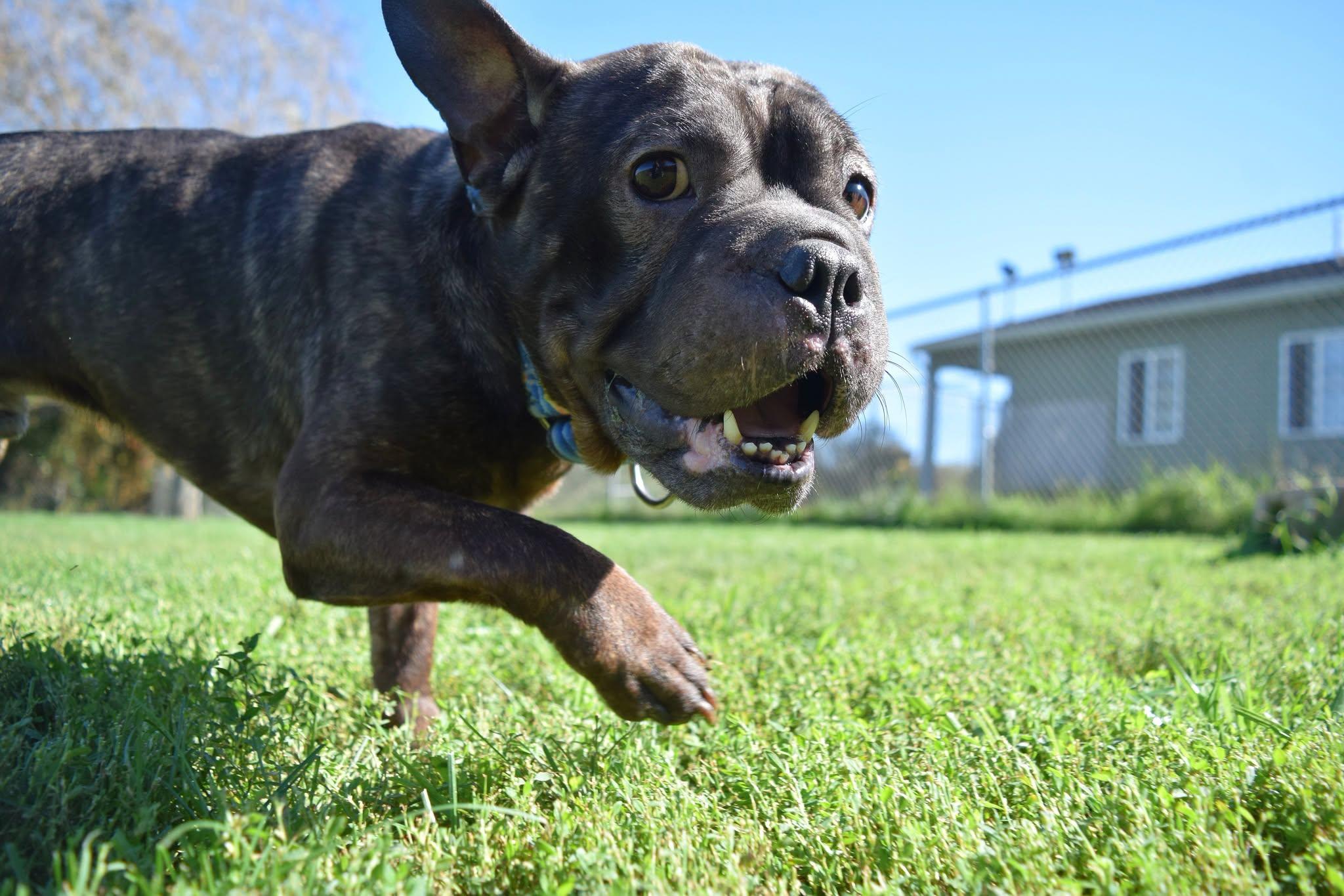 Enlarge Rex, a Adoptable mixed breed in Tomah, WI image 2/3