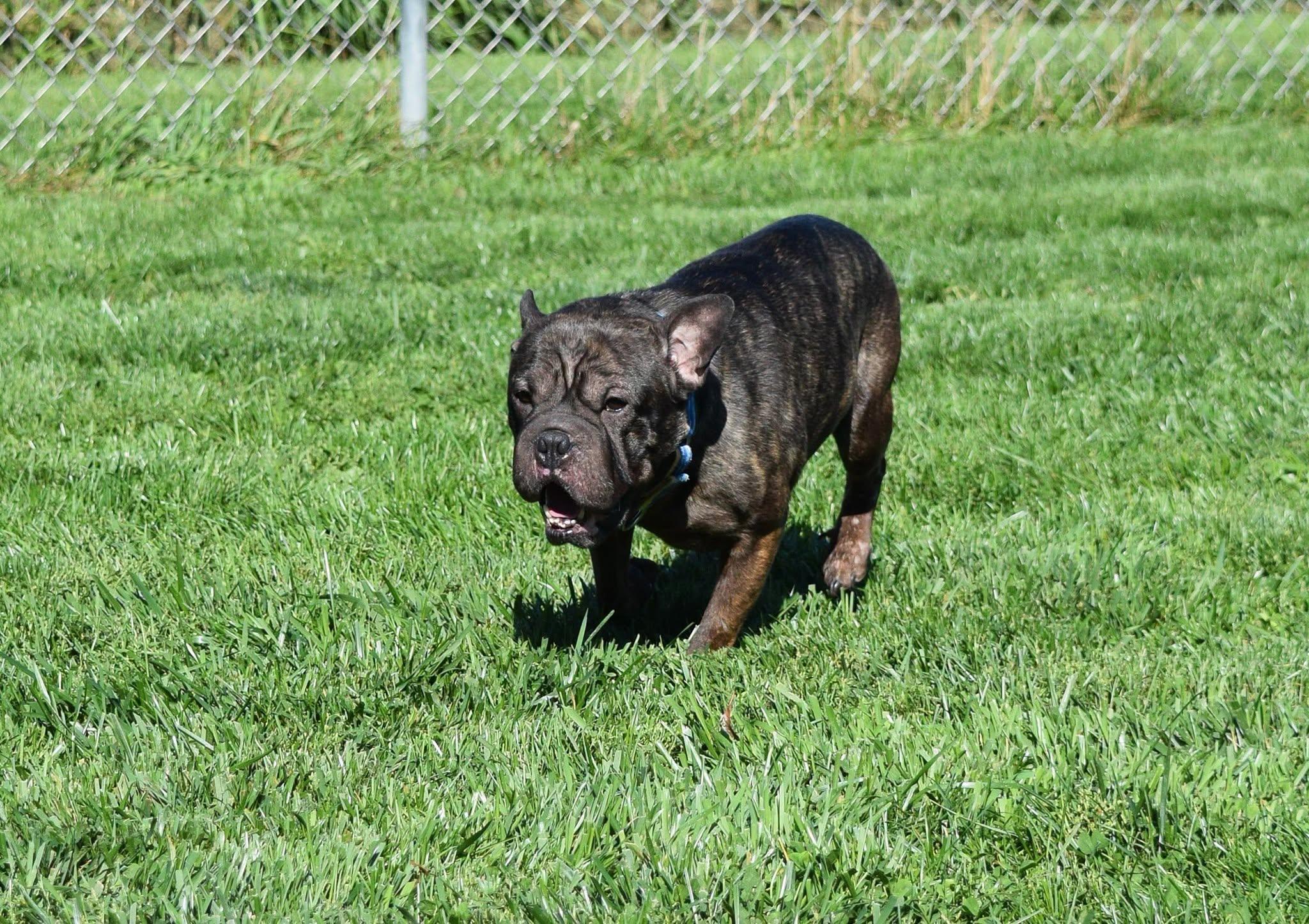 Enlarge Rex, a Adoptable mixed breed in Tomah, WI image 3/3
