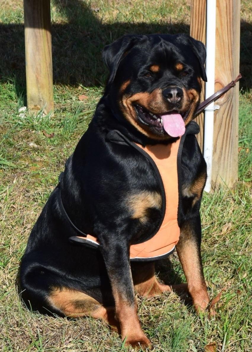 Enlarge Bailey, a ADOPTABLE Rottweiler in Liberty Center, OH image 2/2