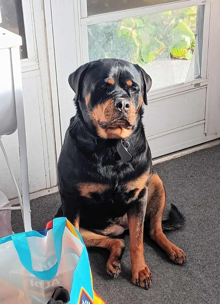Bailey, ADOPTABLE, Young Female Rottweiler.
