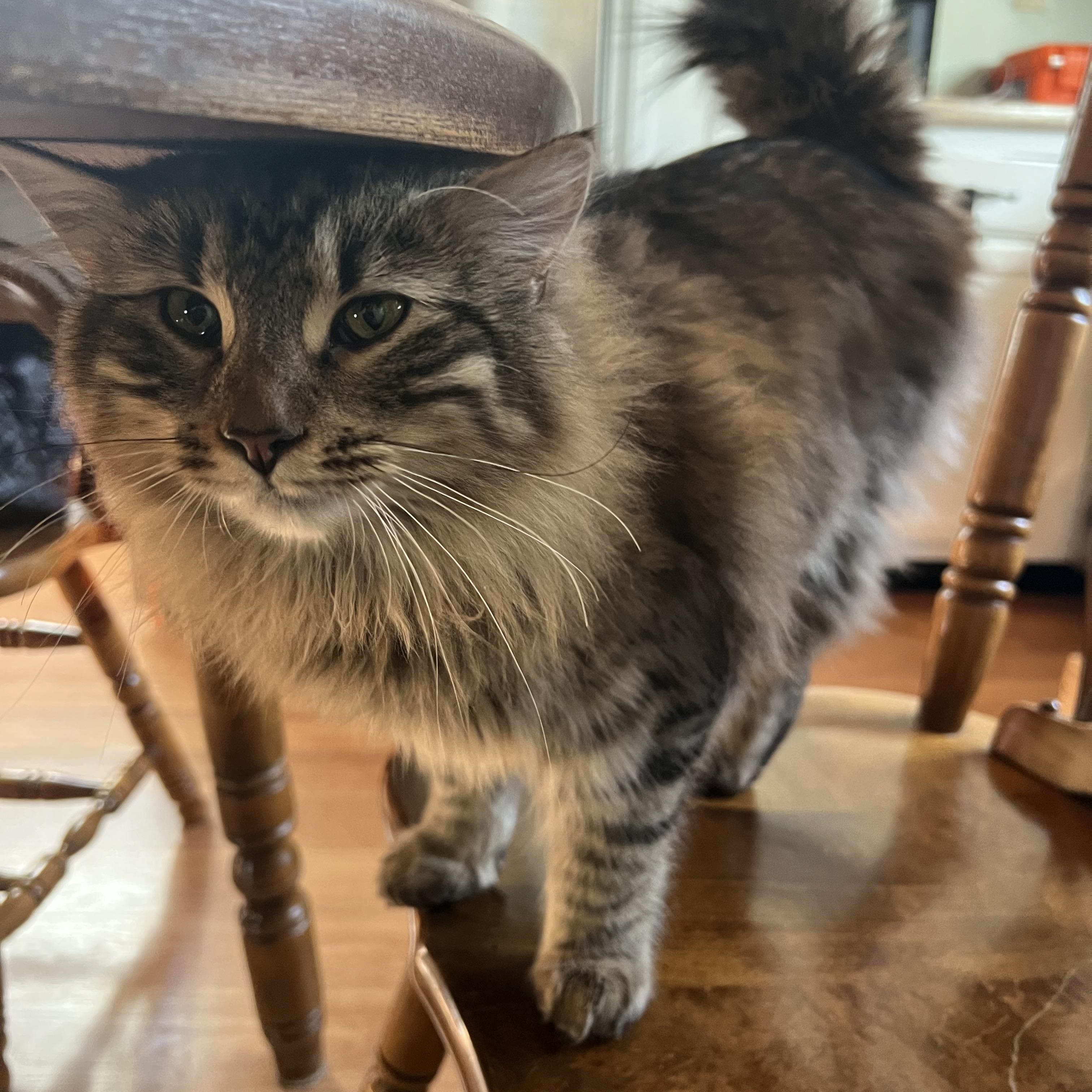 Hippo, a Adopted Domestic Long Hair in Rumford, ME image 2/3