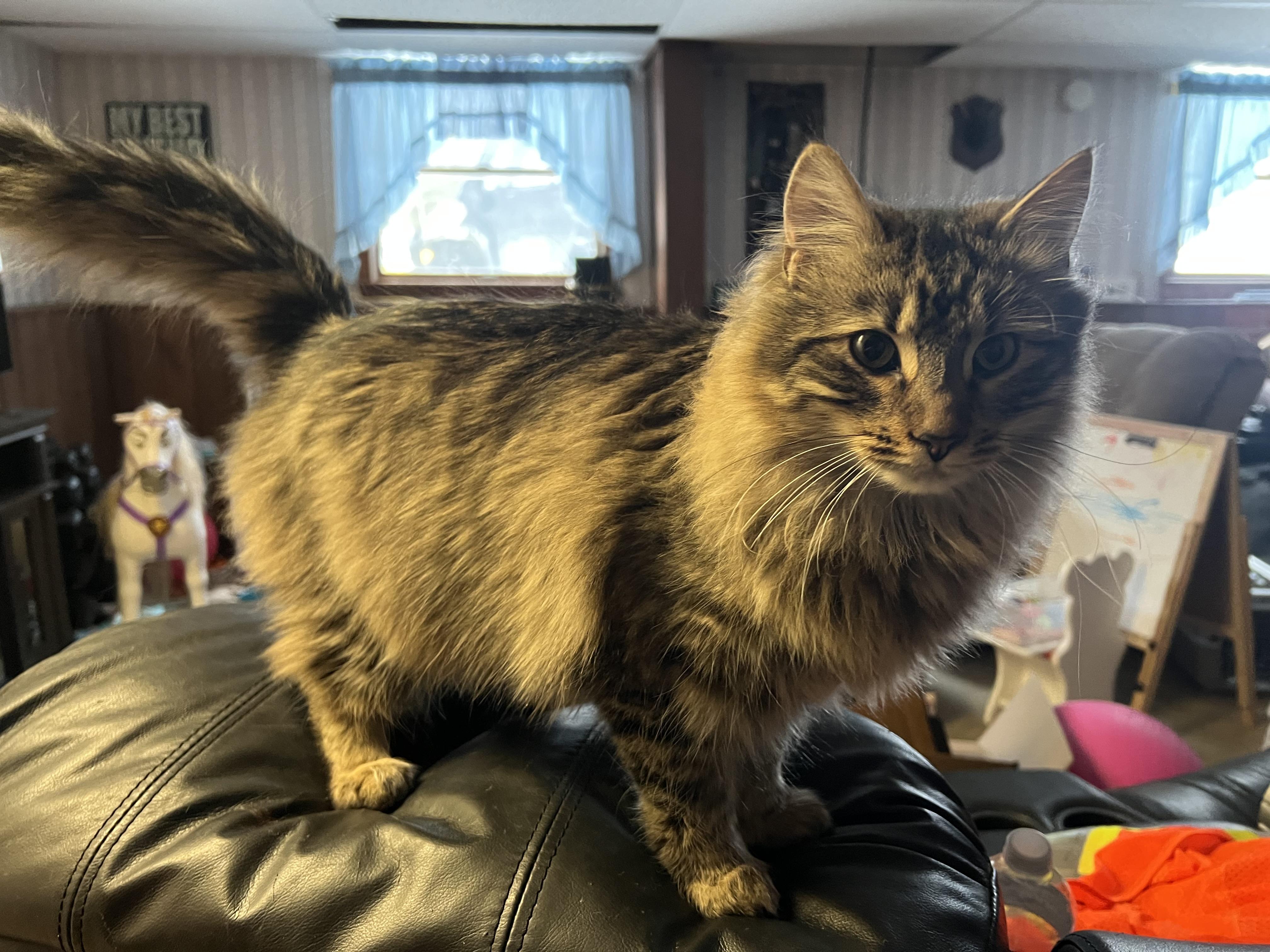 Hippo, a Adopted Domestic Long Hair in Rumford, ME image 1/3