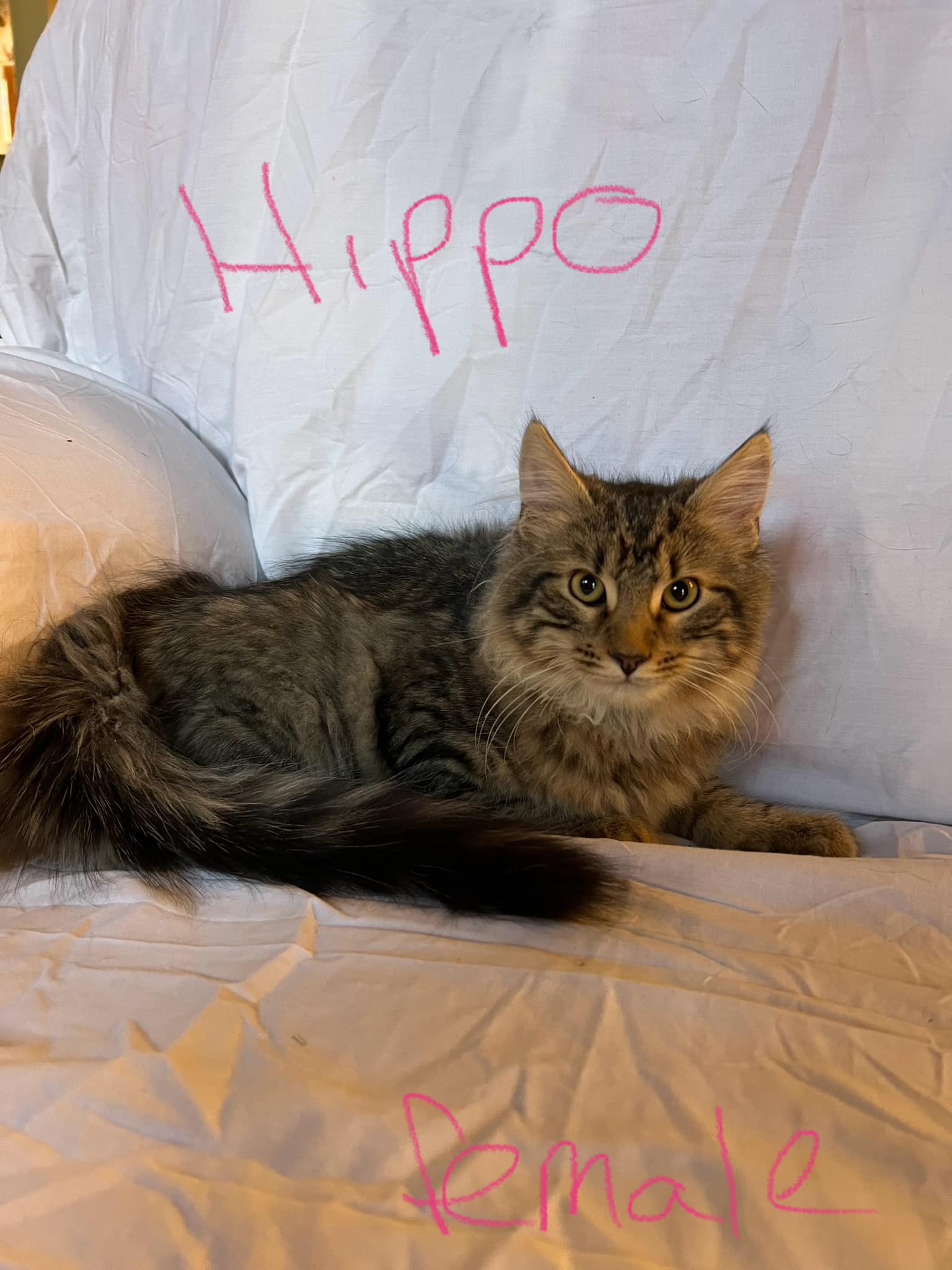 Hippo, a Adopted Domestic Long Hair in Rumford, ME image 3/3