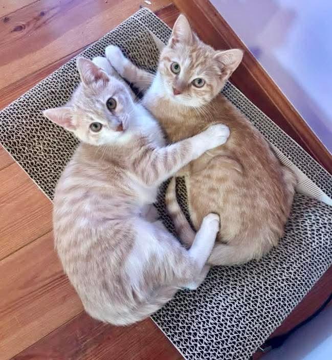 Sunny, a Adoptable Domestic Medium Hair in Sicklerville , NJ image 1/3