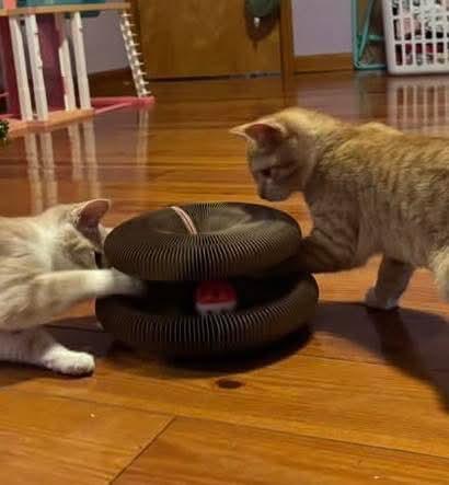 Sunny, a Adoptable Domestic Medium Hair in Sicklerville , NJ image 3/3