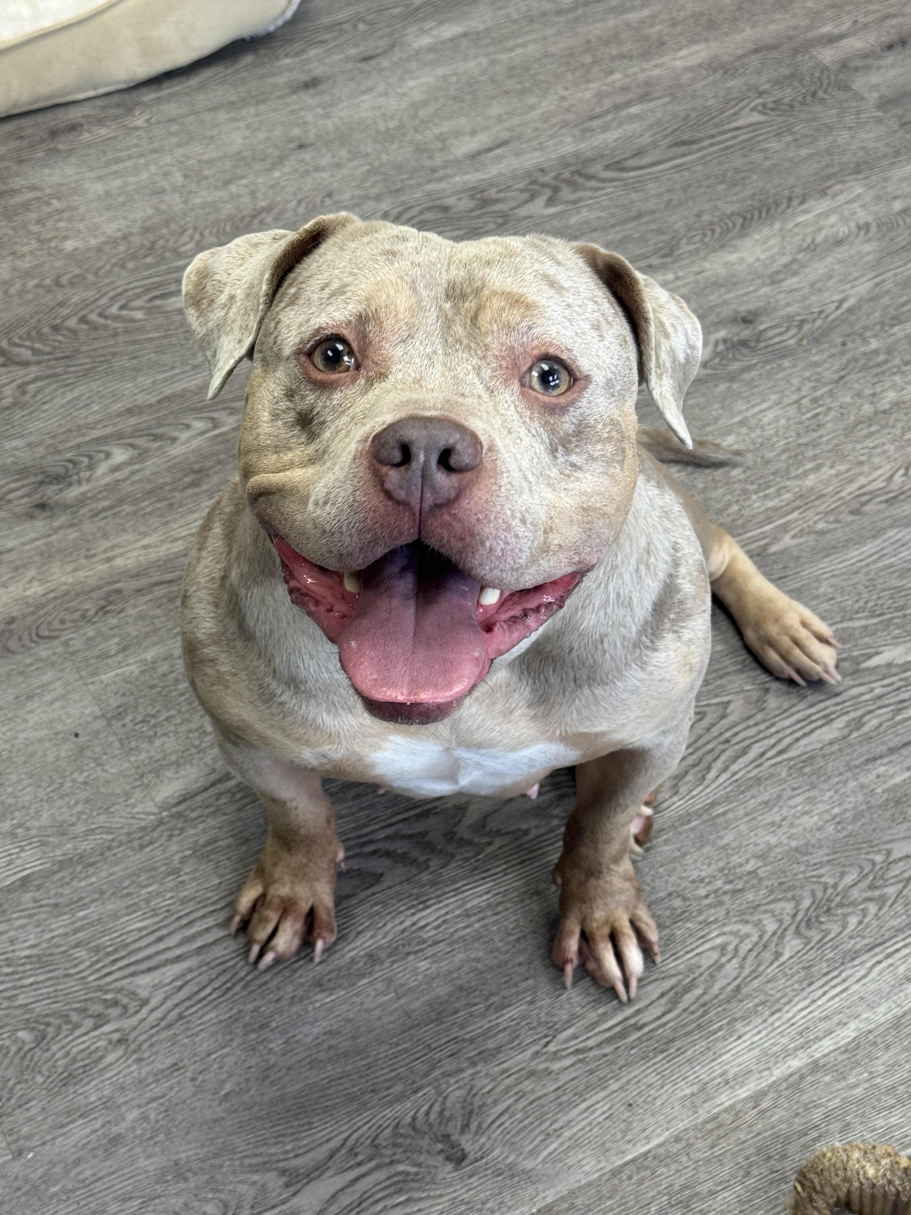 Enlarge Taffy, a ADOPTABLE mixed breed in Newburgh, NY image 1/1