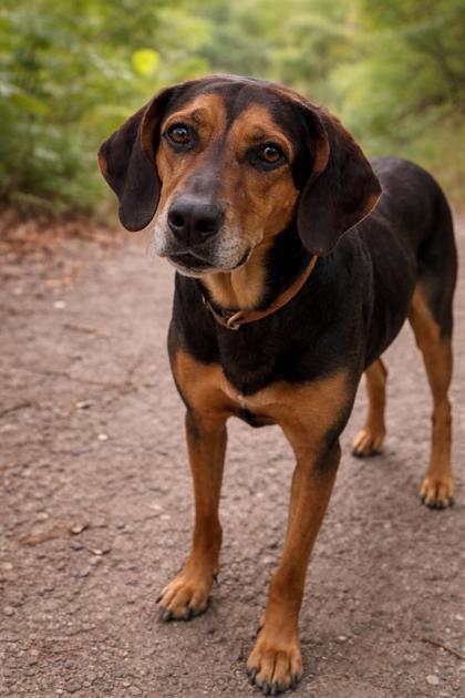Enlarge Lucy May, a Adoptable mixed breed in Cincinnati, OH image 1/1