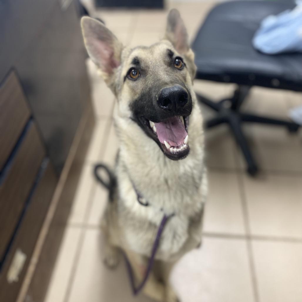 Winnipeg, Adoptable, Young Female German Shepherd Dog.