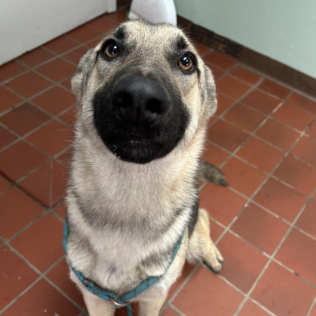 Enlarge Winnipeg, a Adoptable German Shepherd Dog in West Point, MS image 2/5