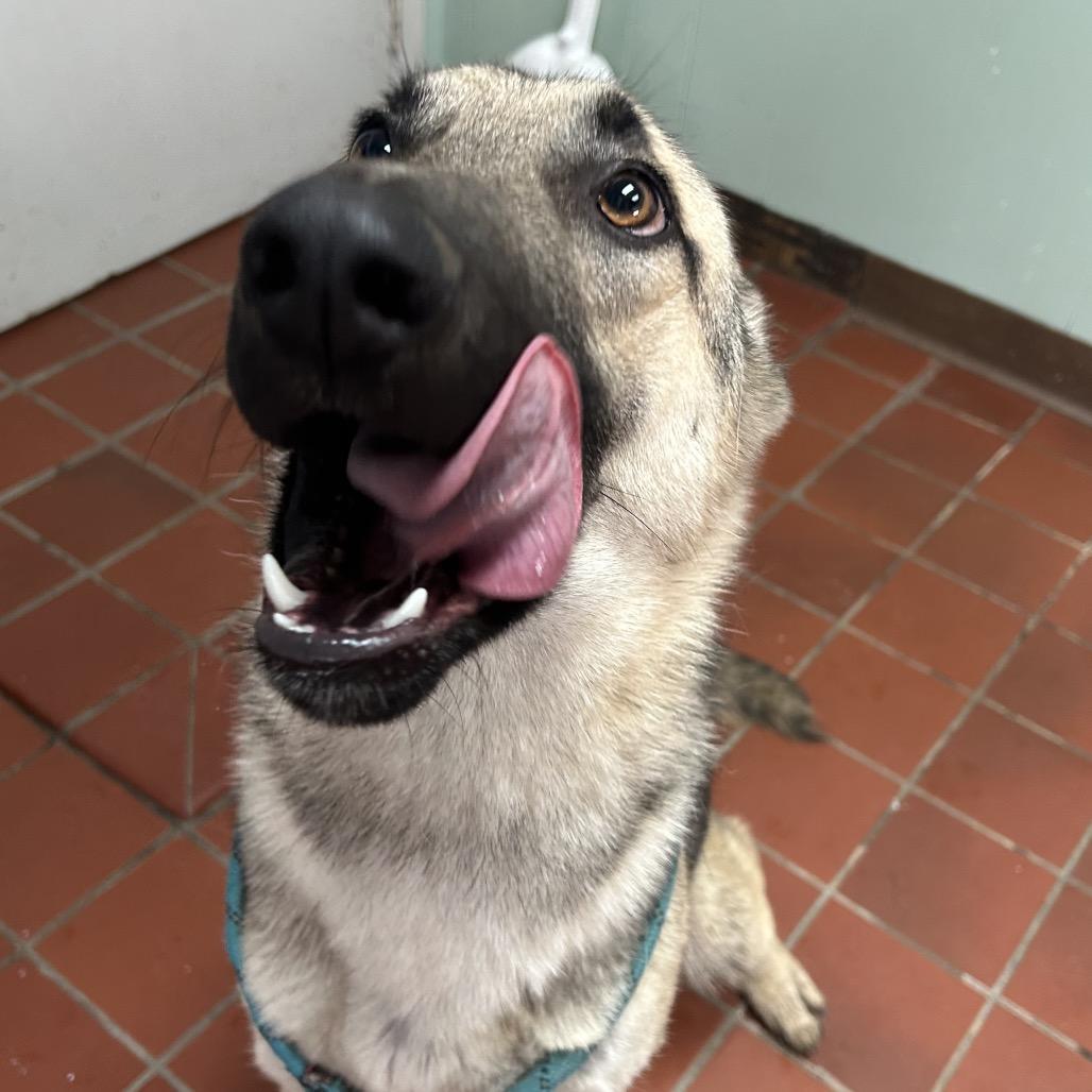 Enlarge Winnipeg, a Adoptable German Shepherd Dog in West Point, MS image 3/5