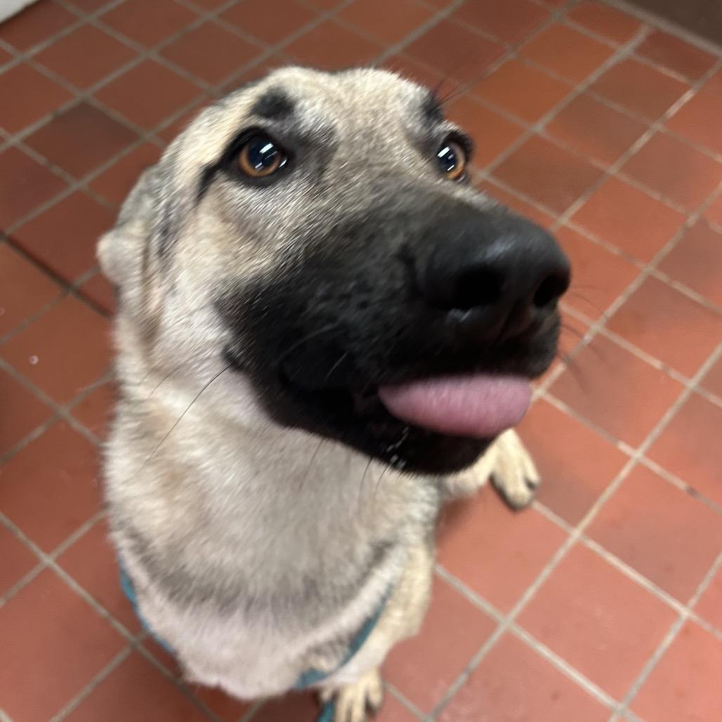 Enlarge Winnipeg, a Adoptable German Shepherd Dog in West Point, MS image 4/5
