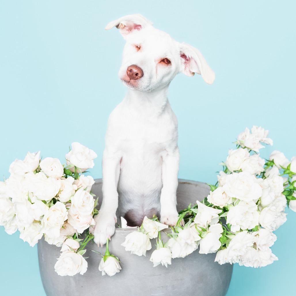 Dare Devil, Adoptable, Puppy Male Chihuahua.
