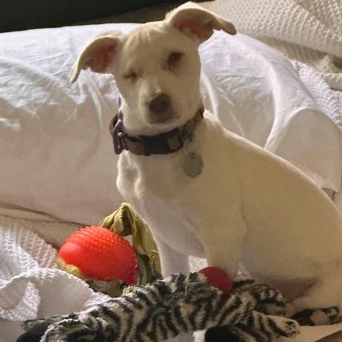 Dare Devil, a Adoptable Chihuahua in Sonoma, CA image 2/5