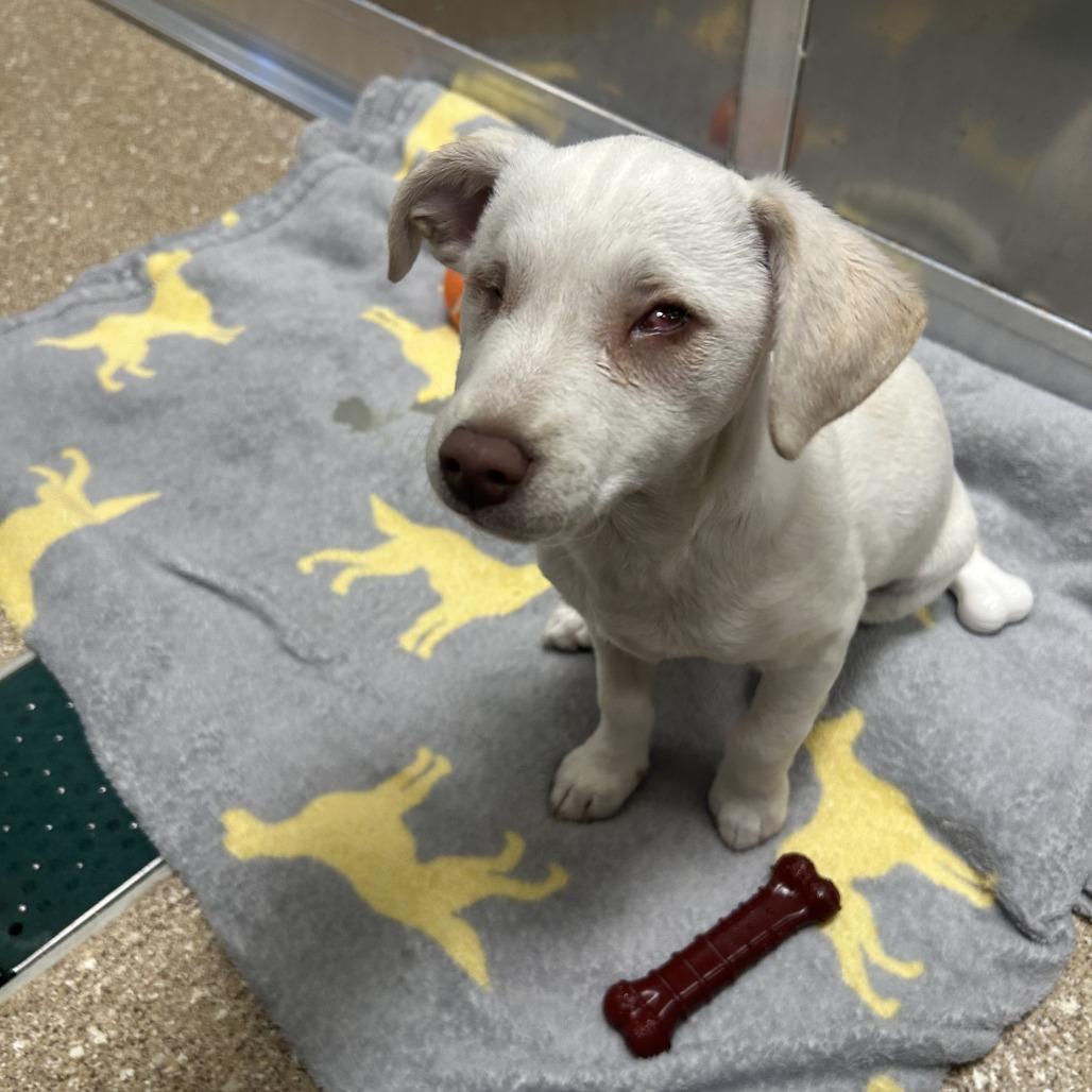 Dare Devil, a Adoptable Chihuahua in Sonoma, CA image 3/5