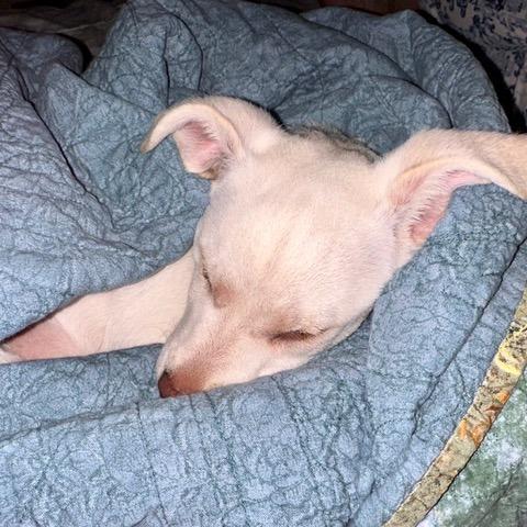 Dare Devil, a Adoptable Chihuahua in Sonoma, CA image 4/5