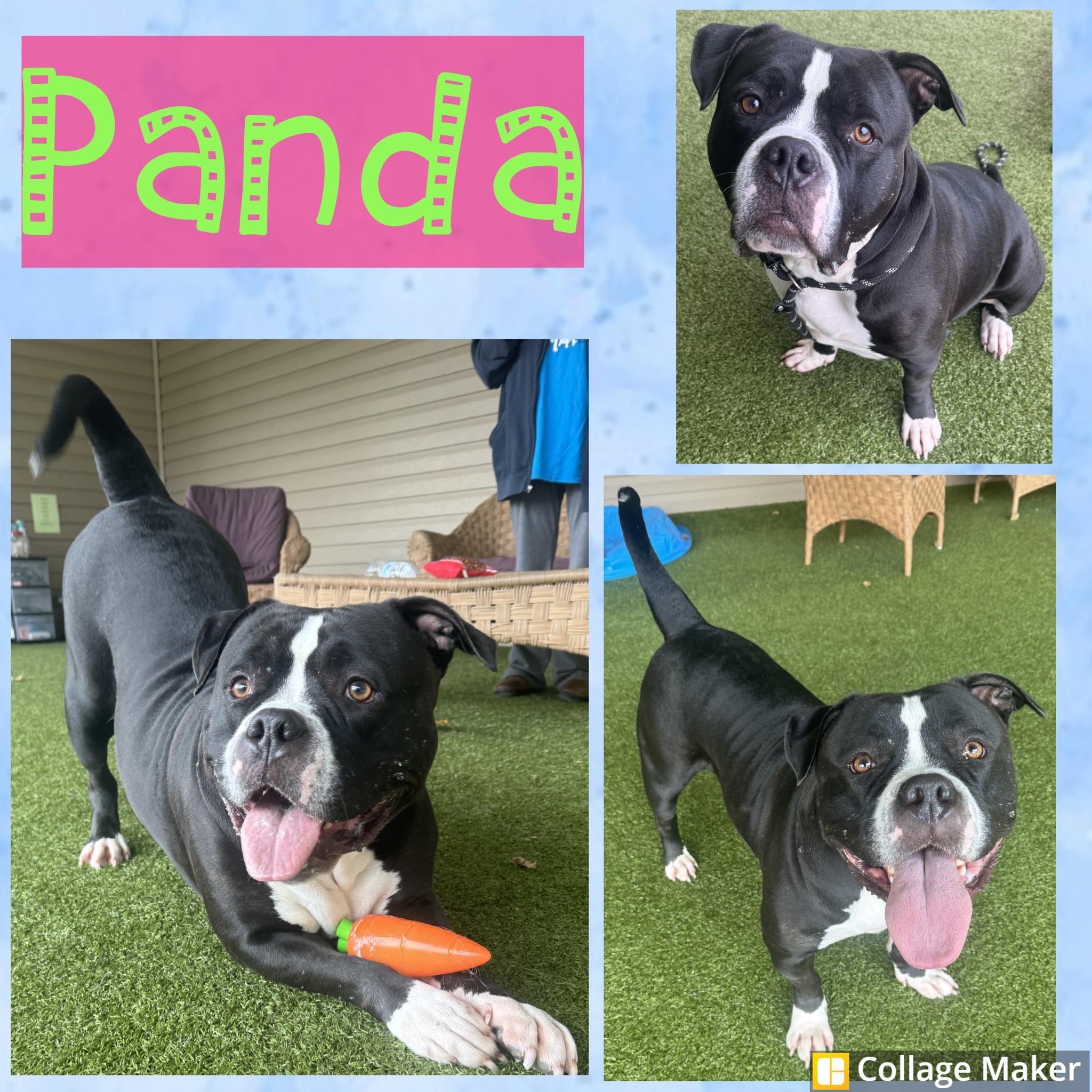 Panda, Adoptable, Adult Female American Bulldog.
