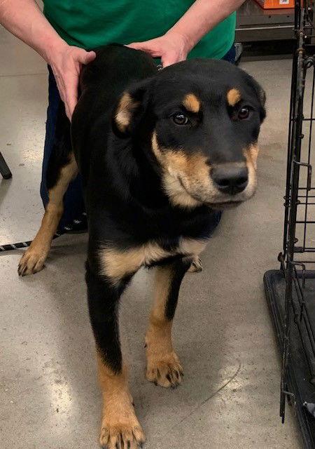 Penny, Adoptable, Young Female Rottweiler & Husky.