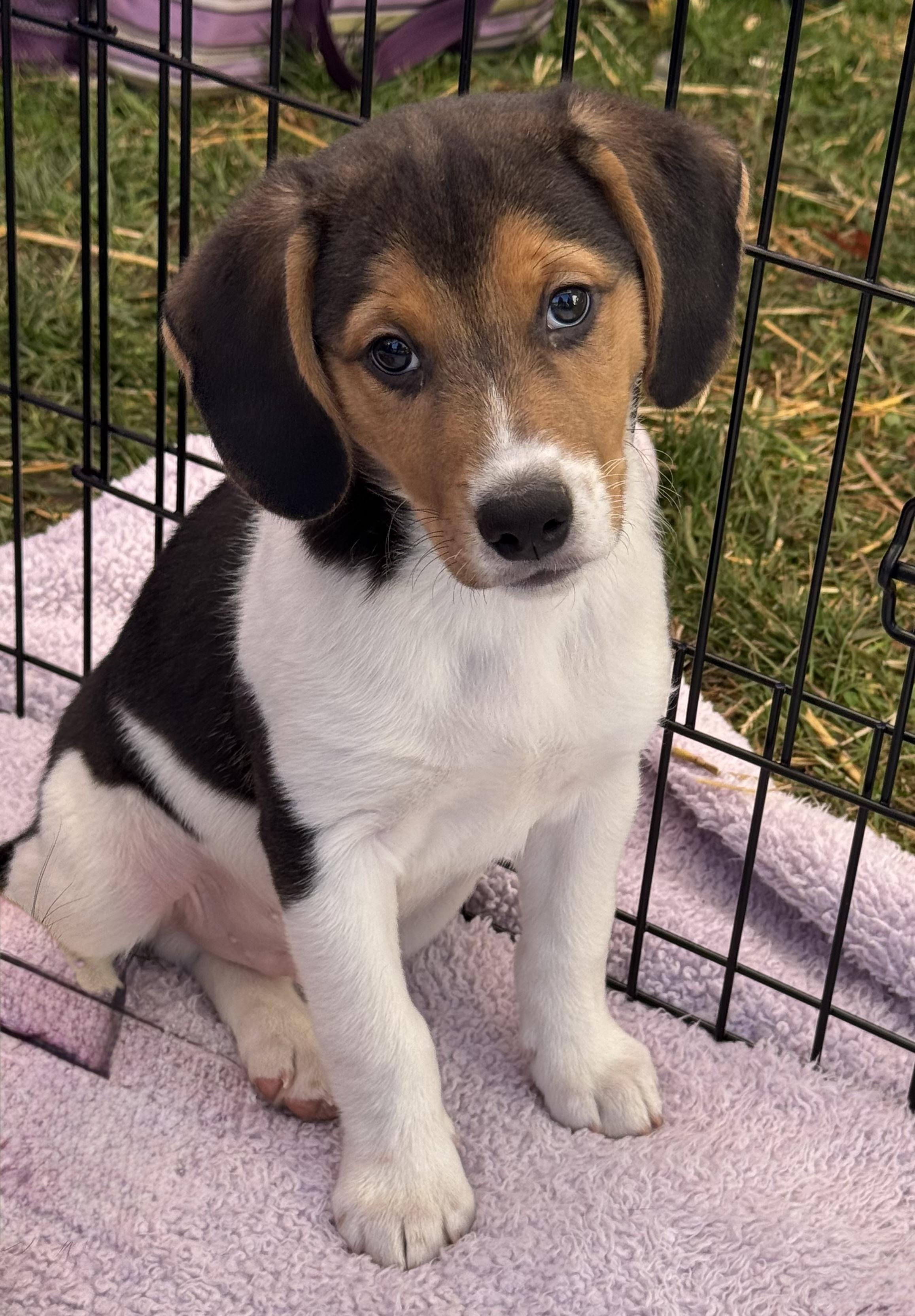 Enlarge Sheldon, a Adoptable mixed breed in Succasunna, NJ image 2/2