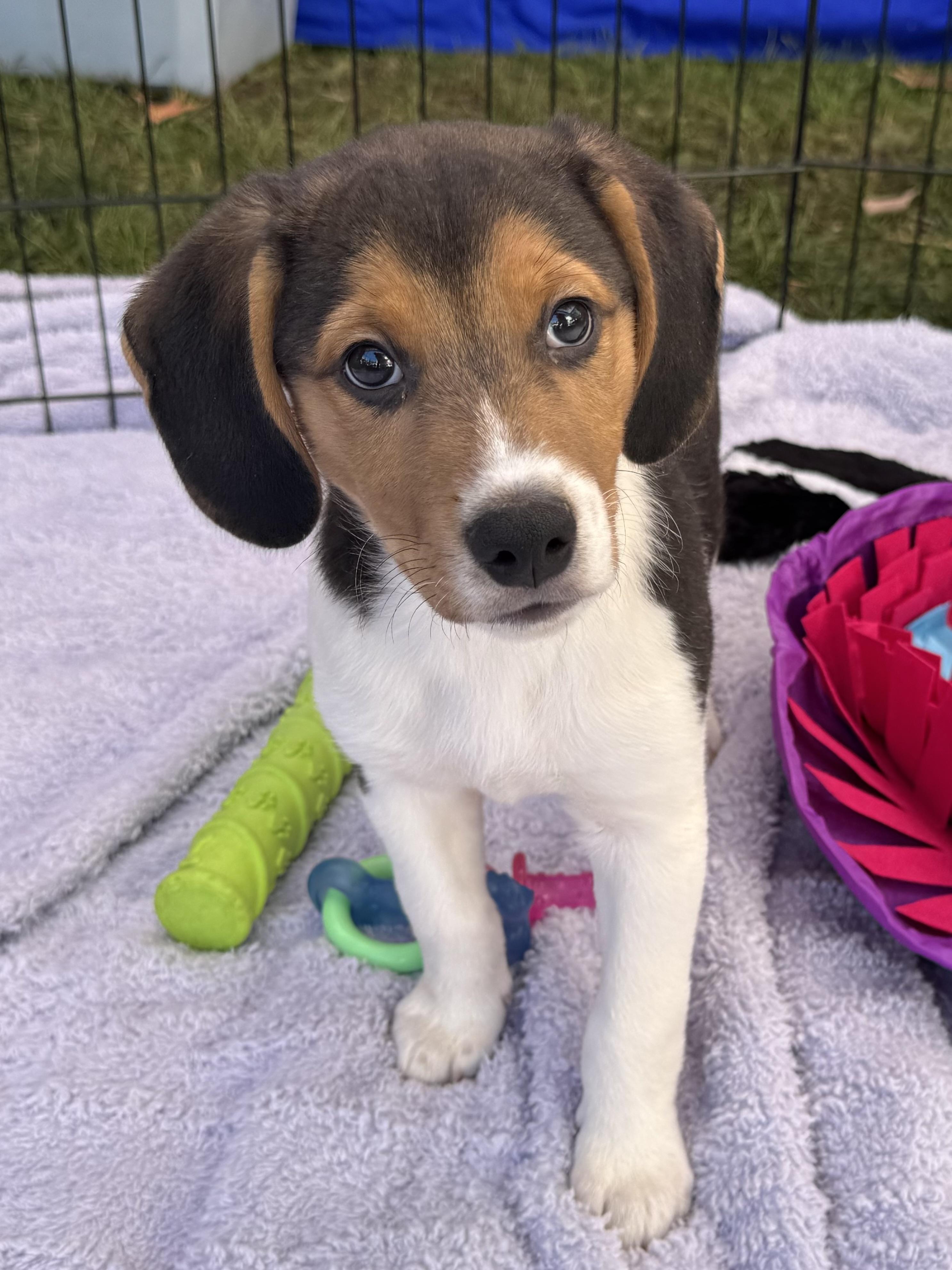 Sheldon, Adoptable, Puppy Male Beagle & Hound.