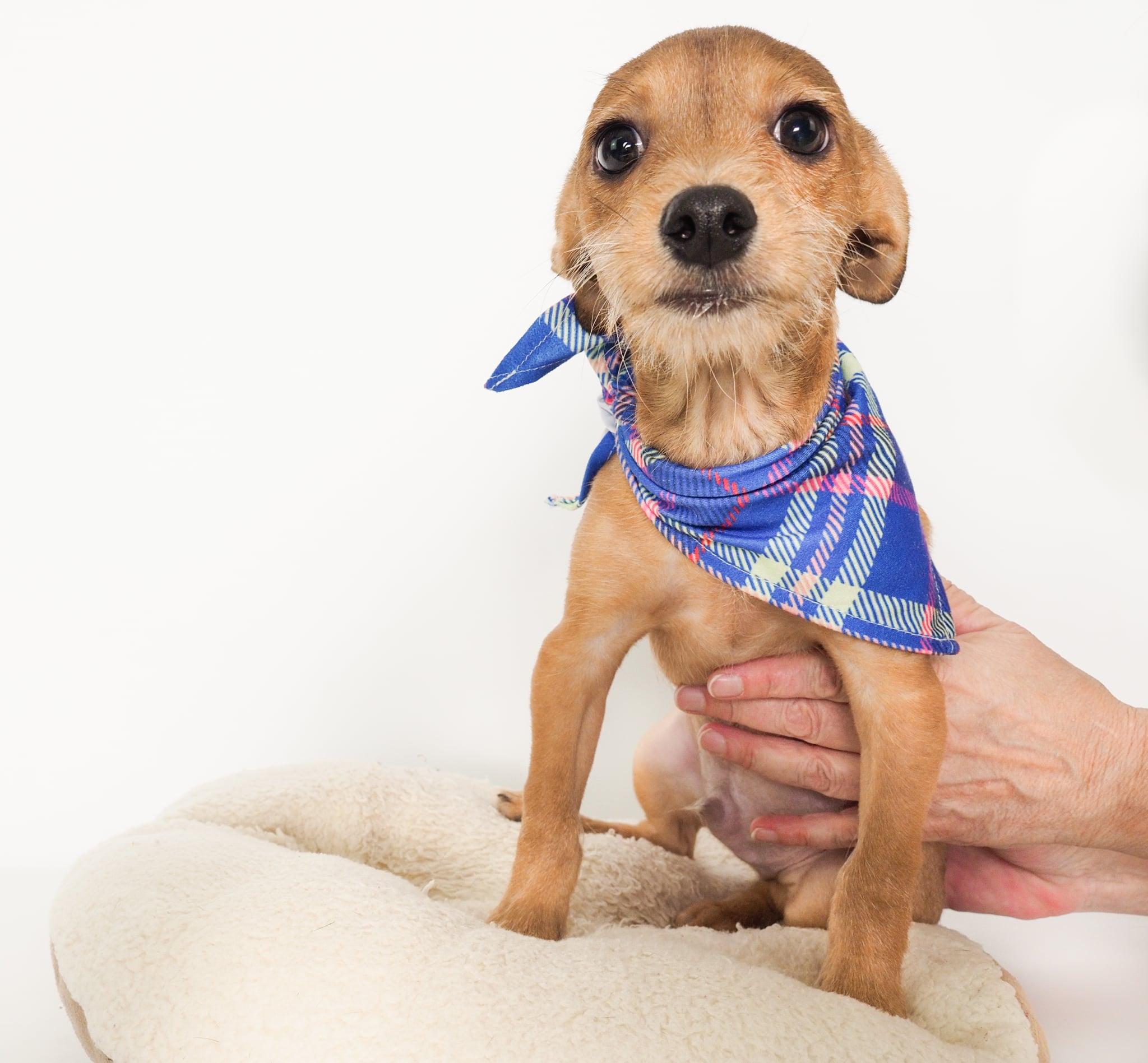 Ramen Noodle, a ADOPTABLE mixed breed in PHOENIX, AZ image 5/6