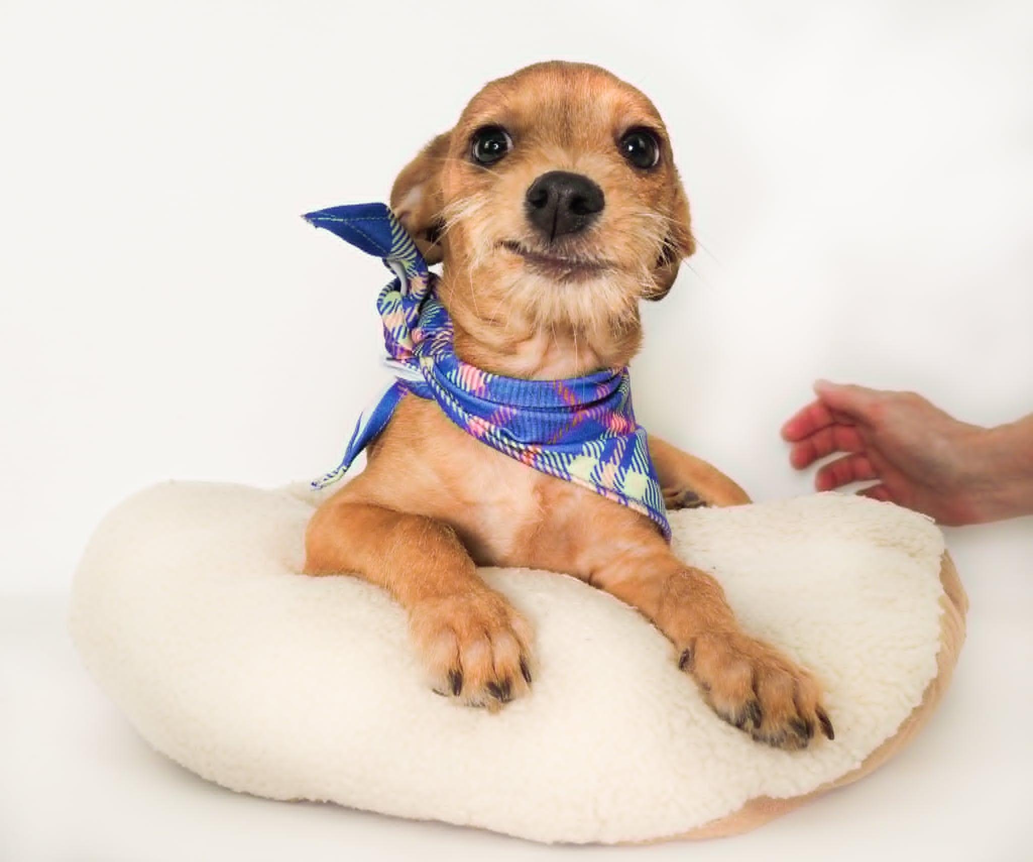 Ramen Noodle, a ADOPTABLE mixed breed in PHOENIX, AZ image 3/6