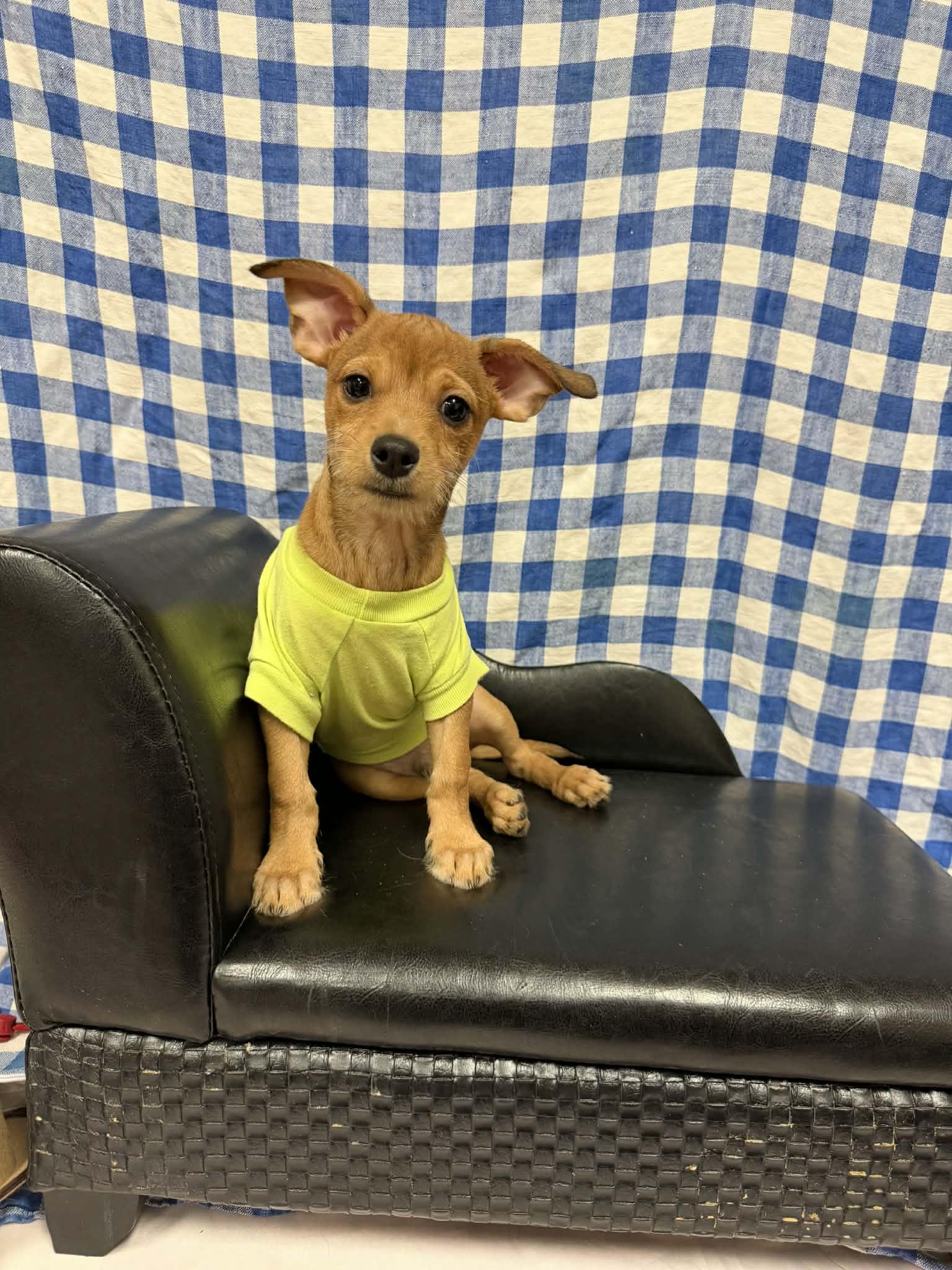 Ramen Noodle, a ADOPTABLE mixed breed in PHOENIX, AZ image 4/6