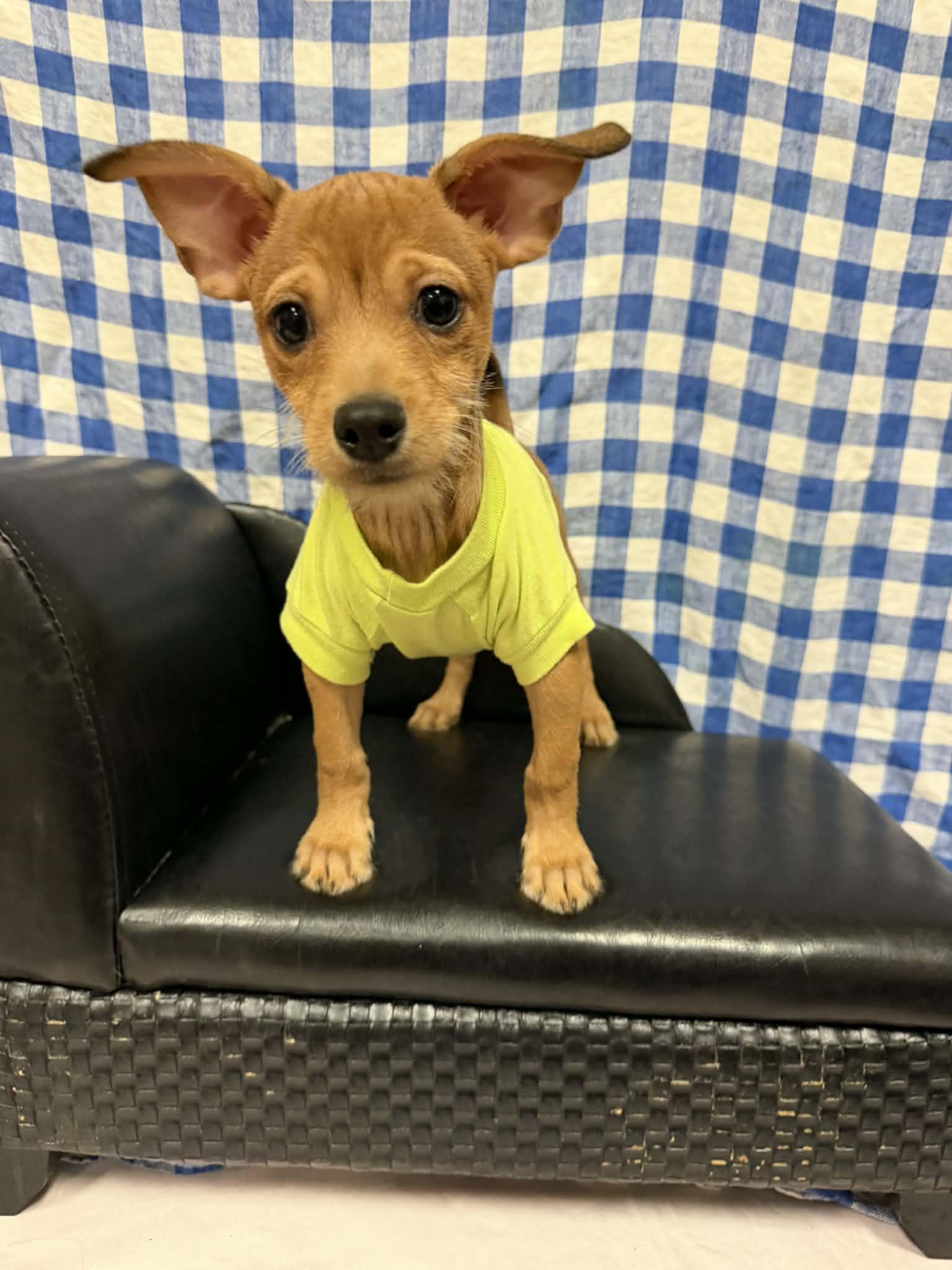 Ramen Noodle, a ADOPTABLE mixed breed in PHOENIX, AZ image 6/6