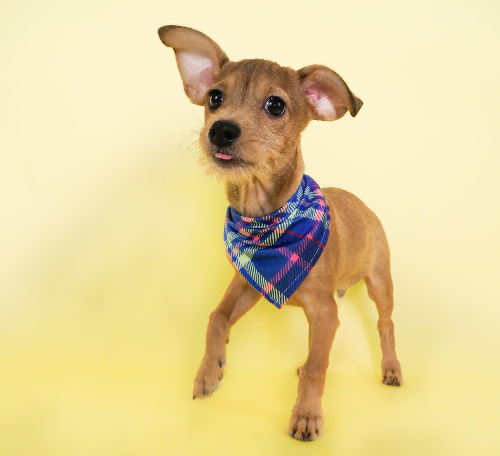Ramen Noodle, a ADOPTABLE mixed breed in PHOENIX, AZ image 1/6