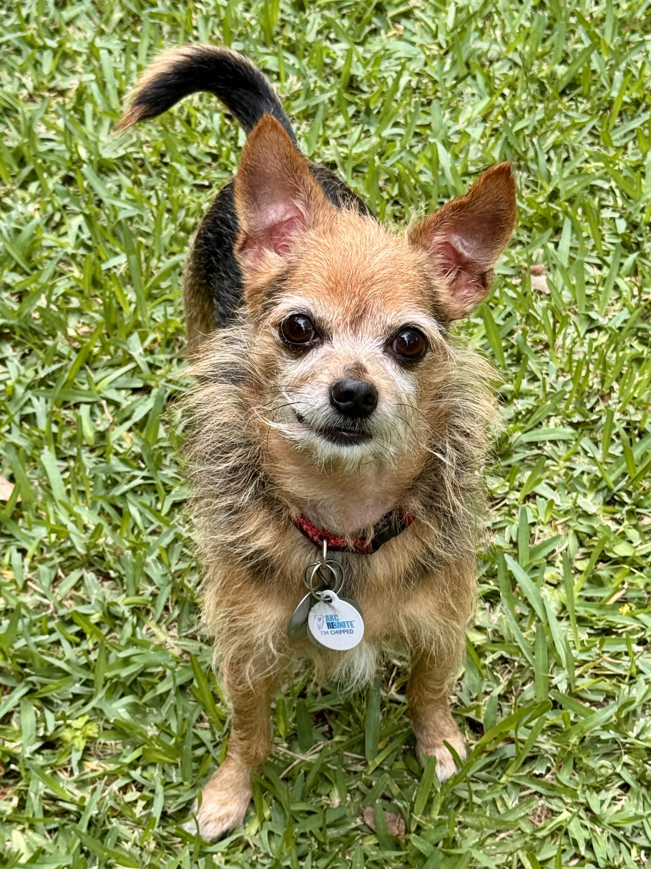 Enlarge Philippe, a ADOPTABLE mixed breed in Houston, TX image 6/6