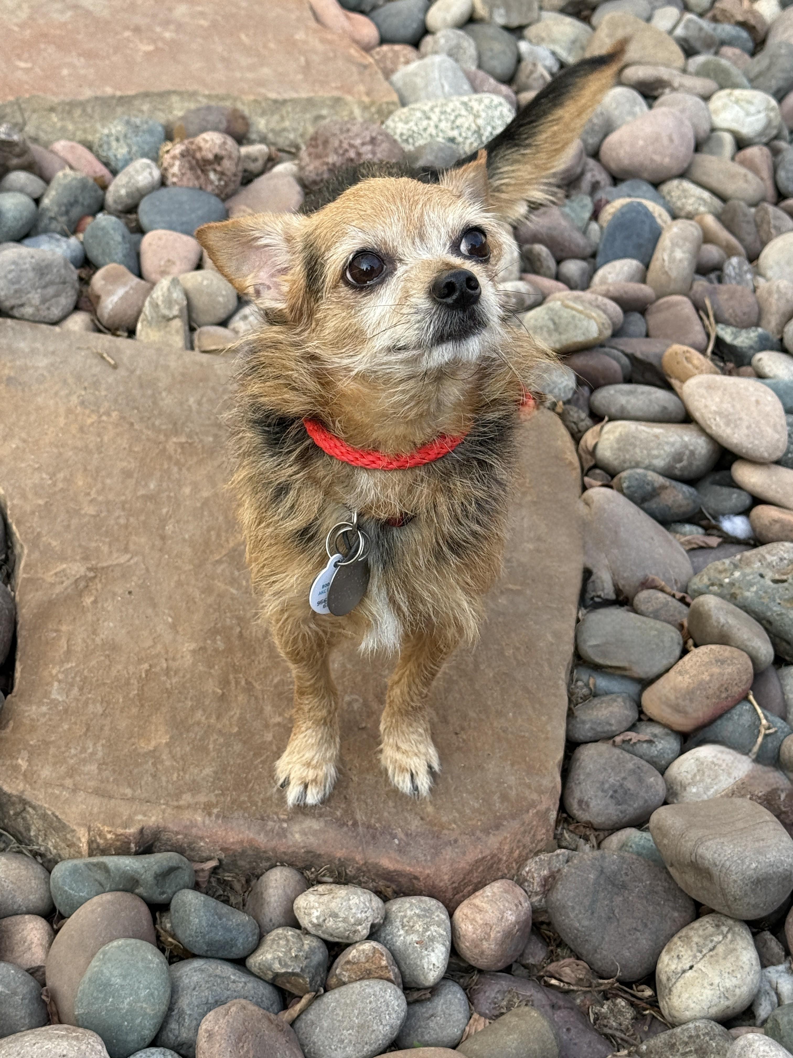 Enlarge Philippe, a ADOPTABLE mixed breed in Houston, TX image 2/5