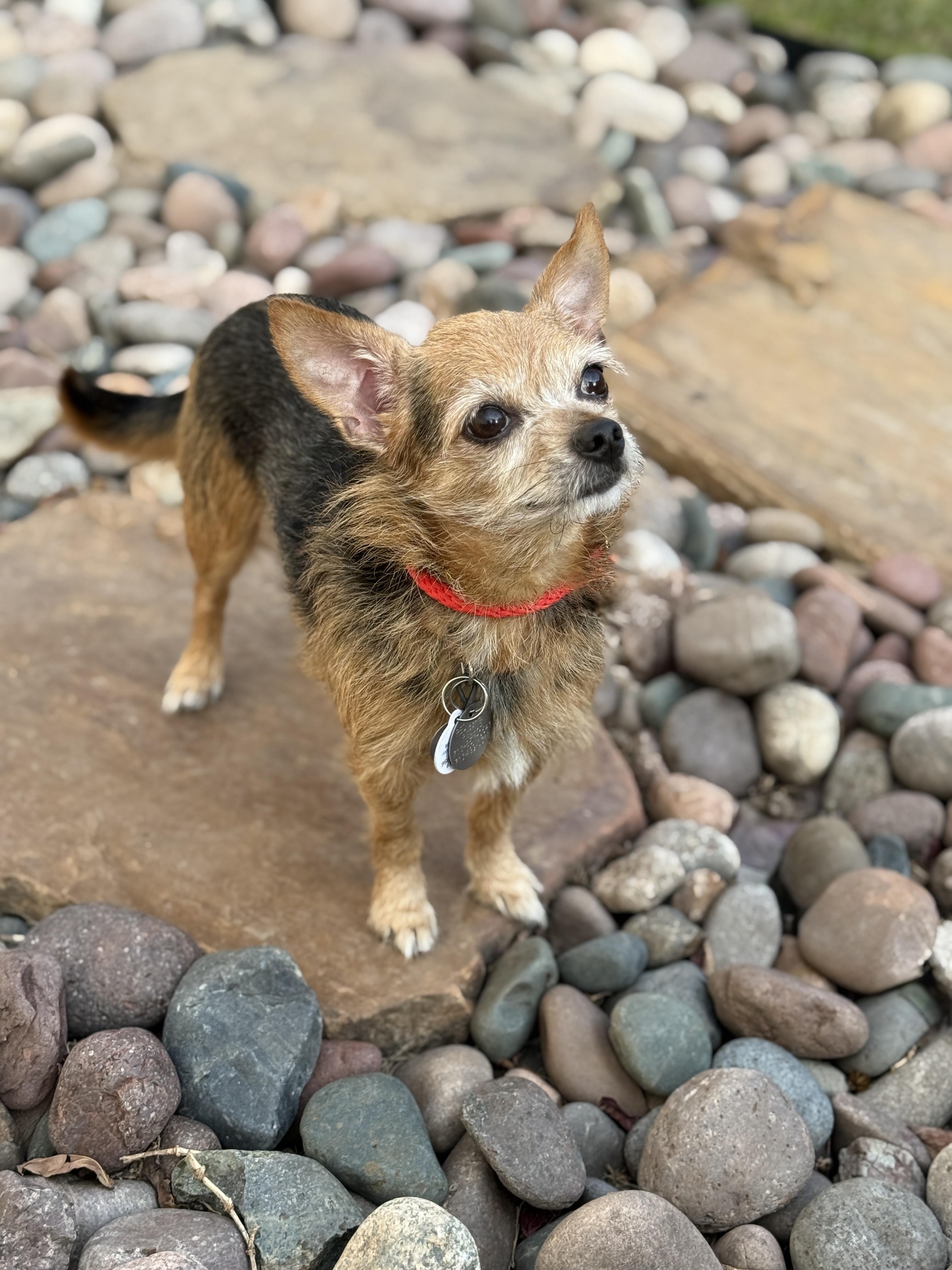 Enlarge Philippe, a ADOPTABLE mixed breed in Houston, TX image 4/5
