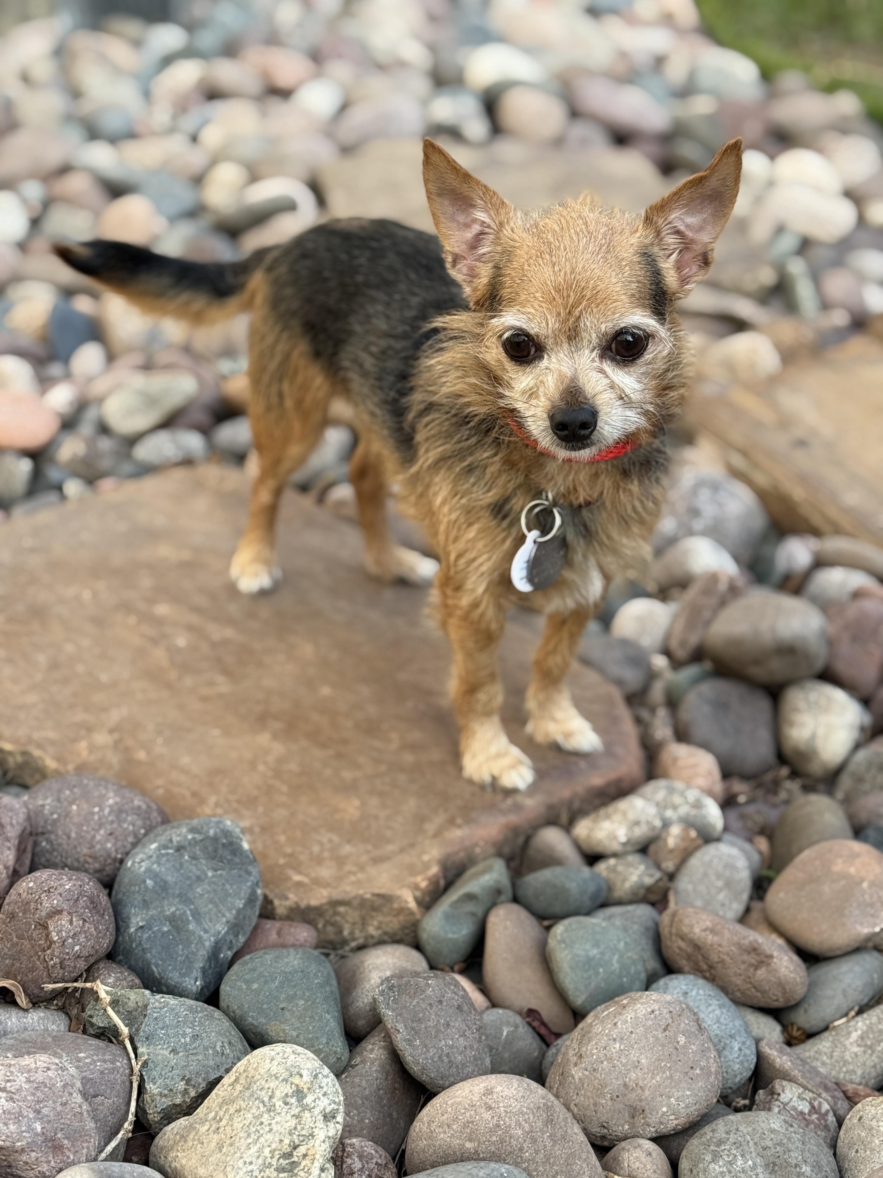 Philippe, ADOPTABLE, Adult Male Yorkshire Terrier & Chihuahua.