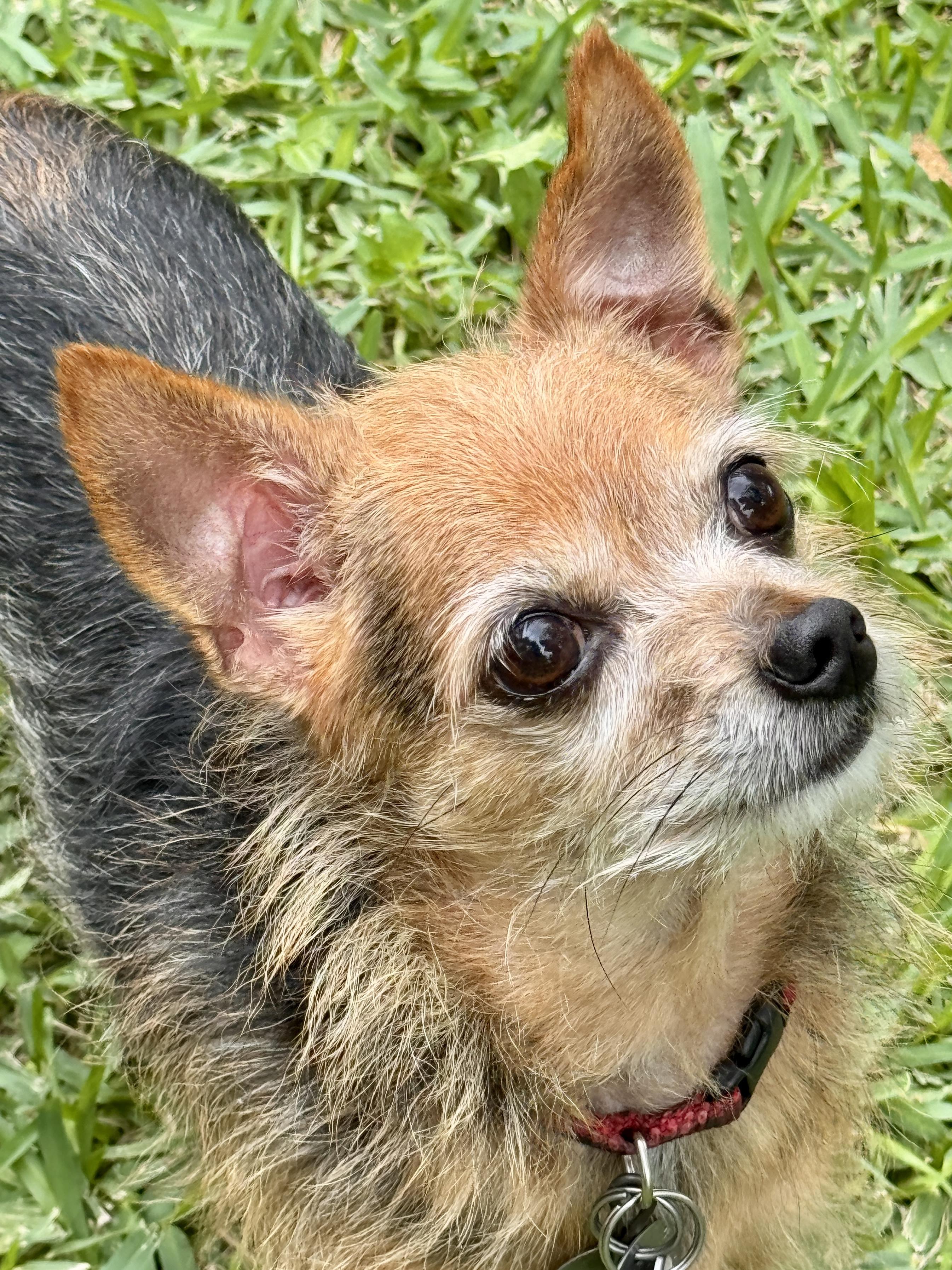 Enlarge Philippe, a ADOPTABLE mixed breed in Houston, TX image 4/6