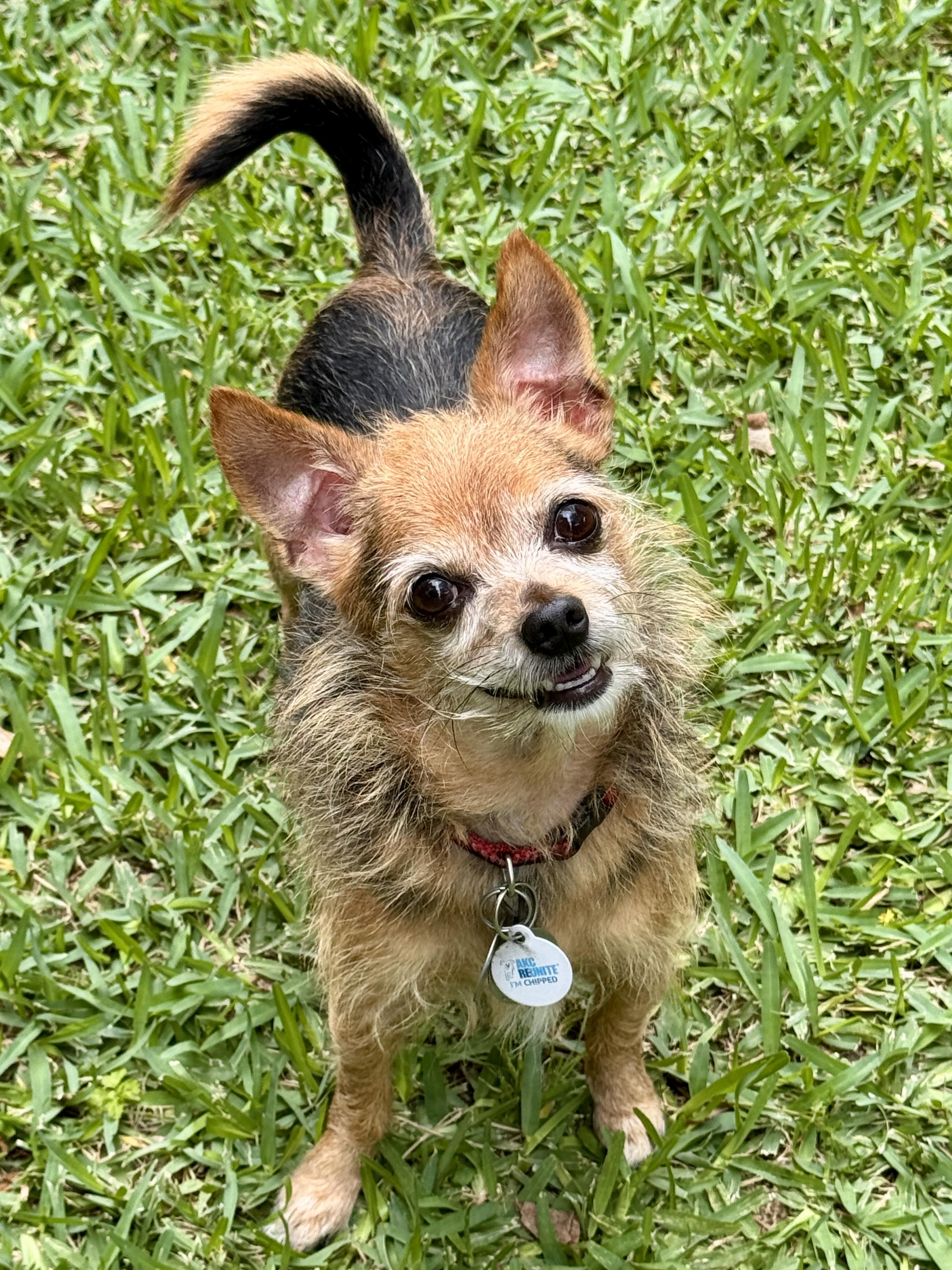 Enlarge Philippe, a ADOPTABLE mixed breed in Houston, TX image 3/6